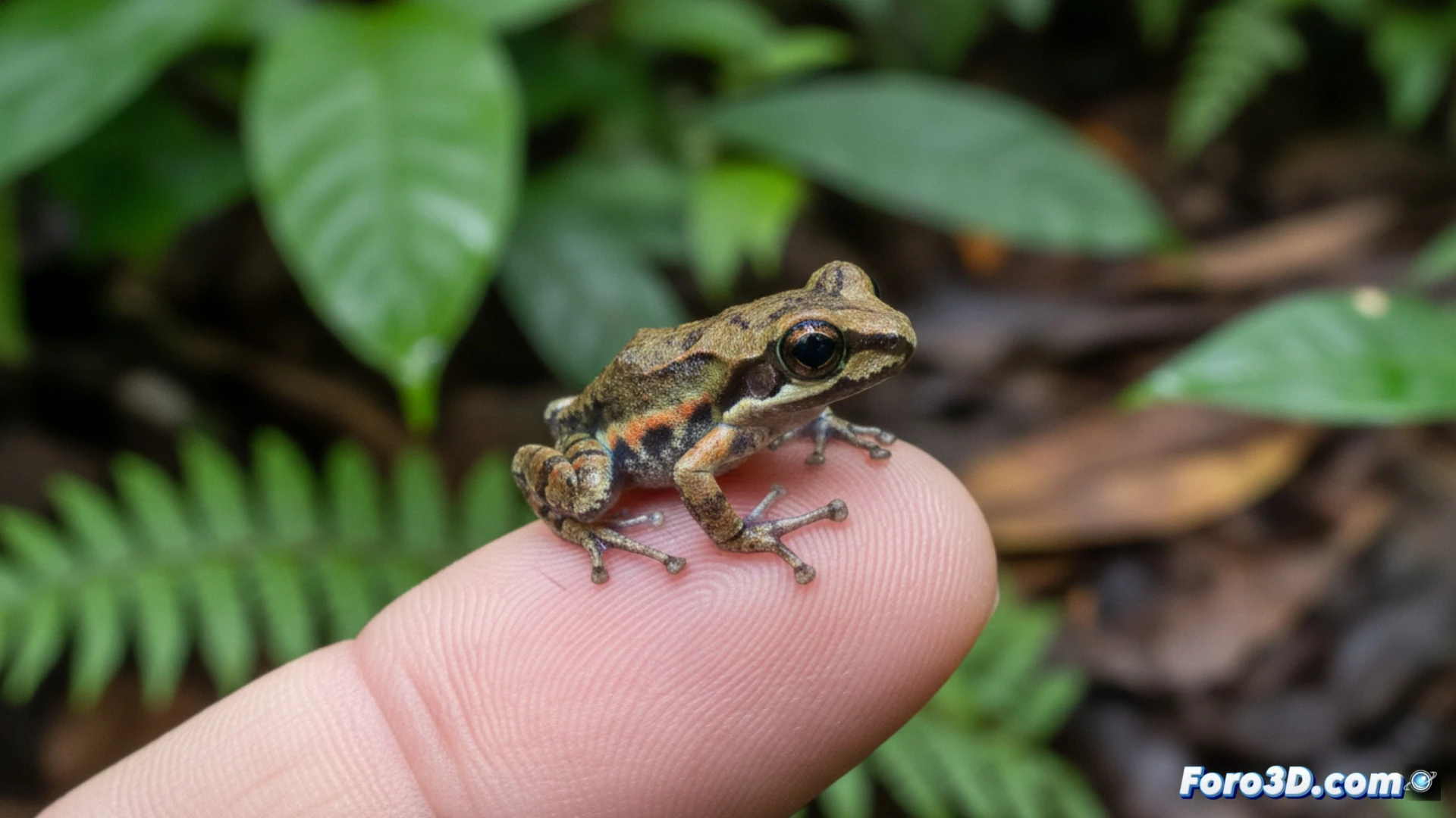 Allobates amissibilis: modelado 3D de la rana del tamaño de una uña