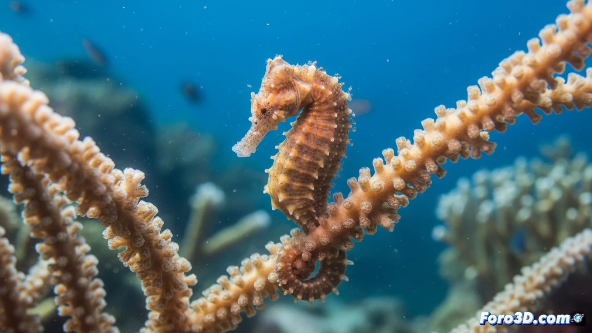 Caballito de mar pigmeo descubierto en Sudáfrica, mide solo 4 cm