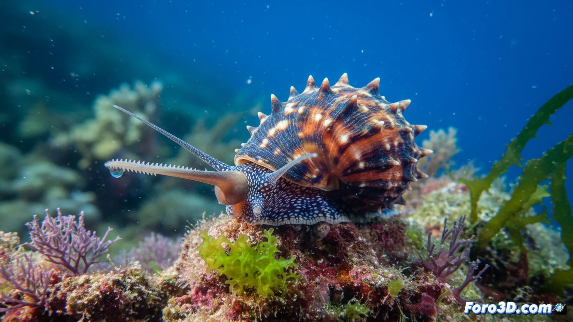 Caracol arpón: modelado 3D del nuevo túrrido de Nueva Caledonia
