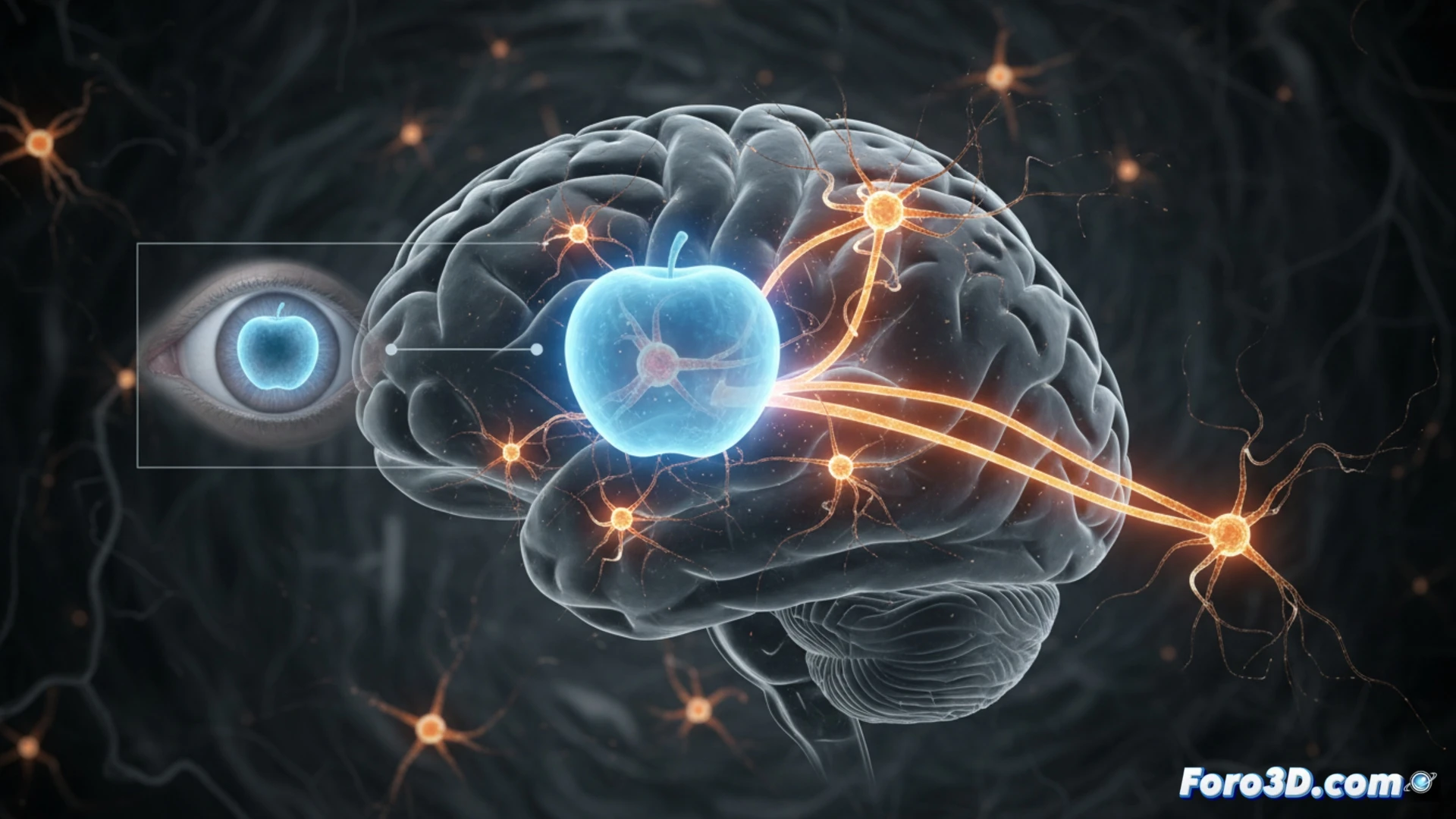 Un cerebro iluminado con neuronas que se activan tanto al ver como al imaginar un objeto simple.