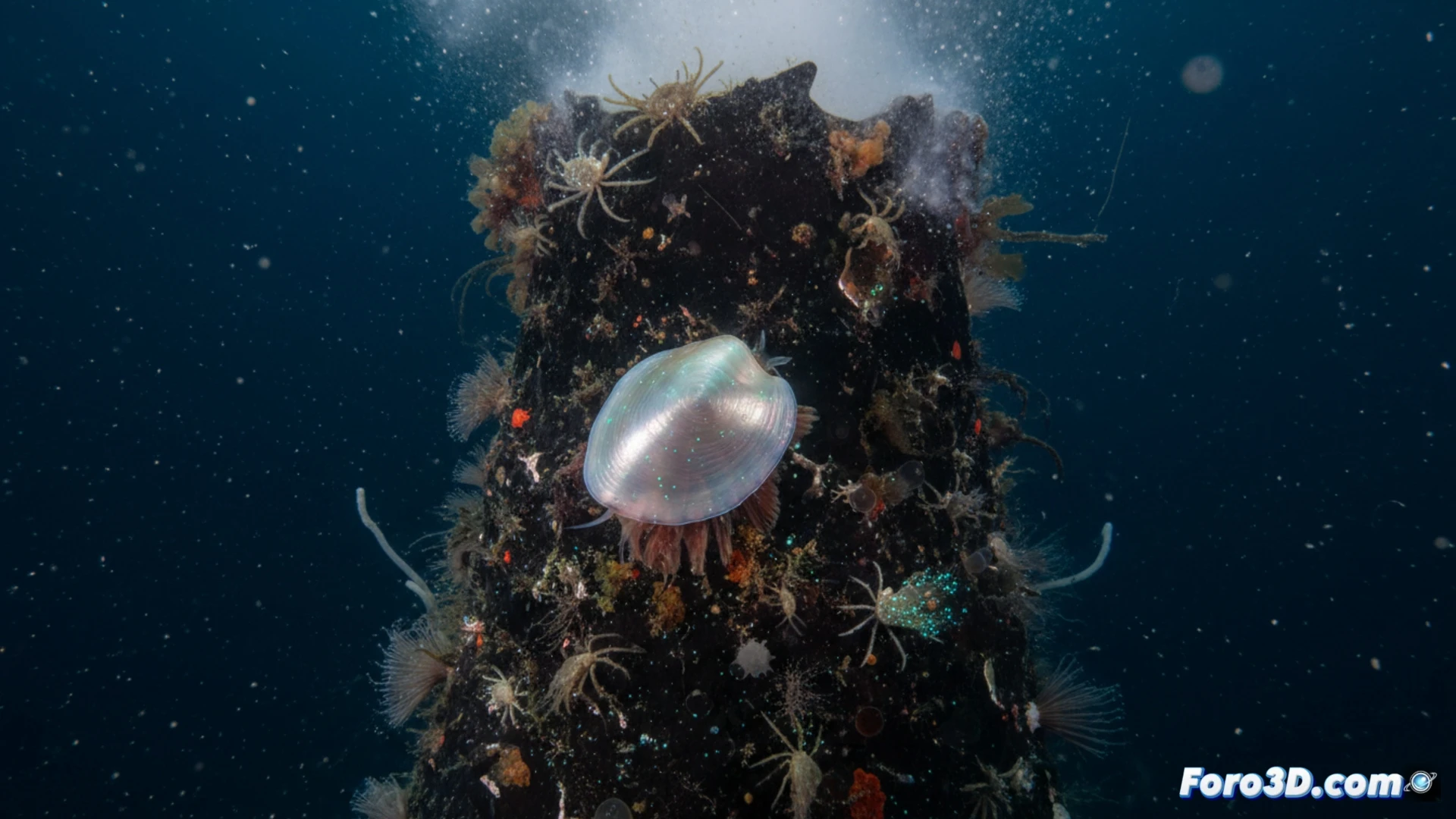 Lapa abisal del Ártico: vida extrema a 3.000 metros