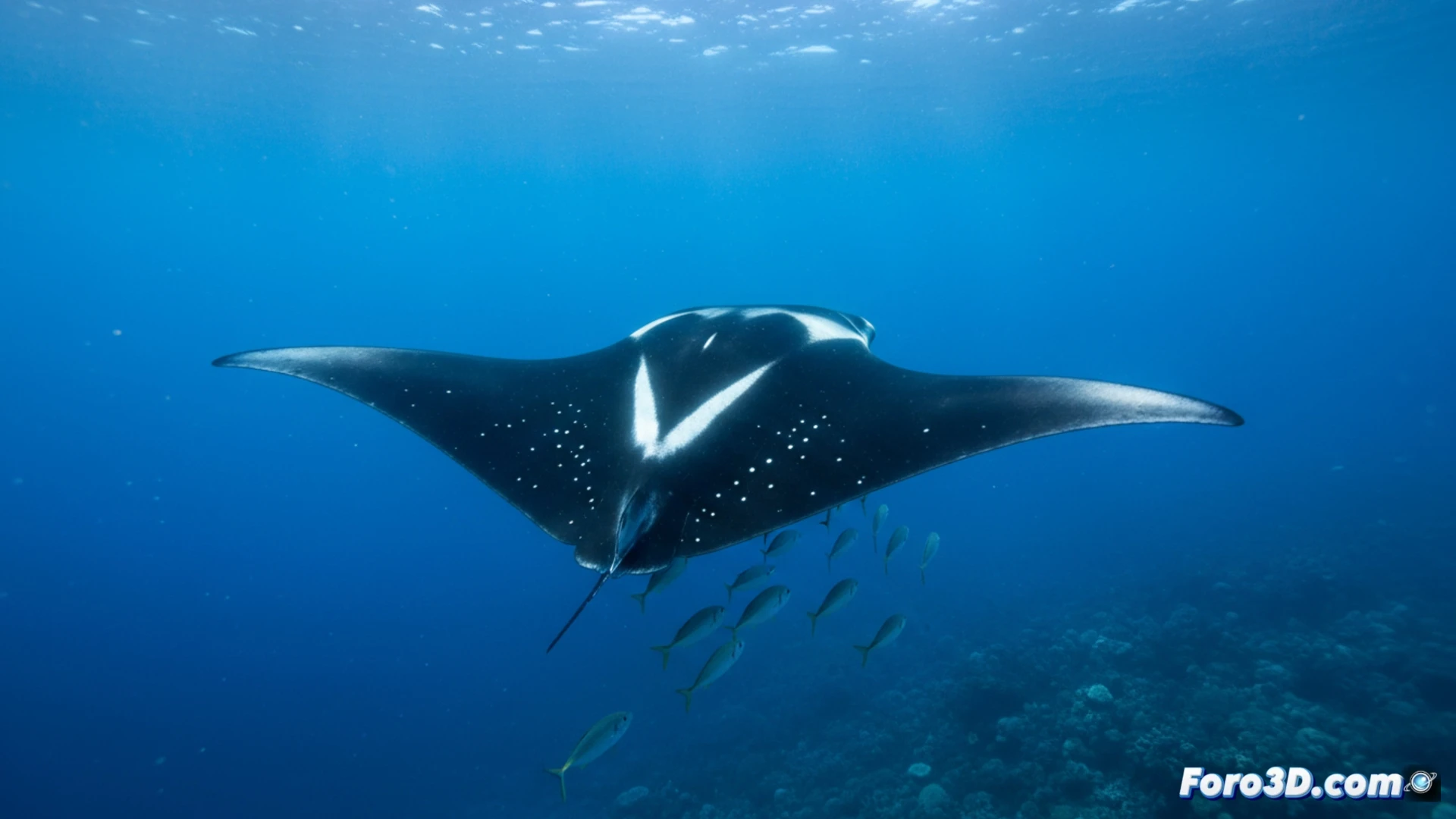 Manta raya del Atlántico: una nueva especie con marcas en V