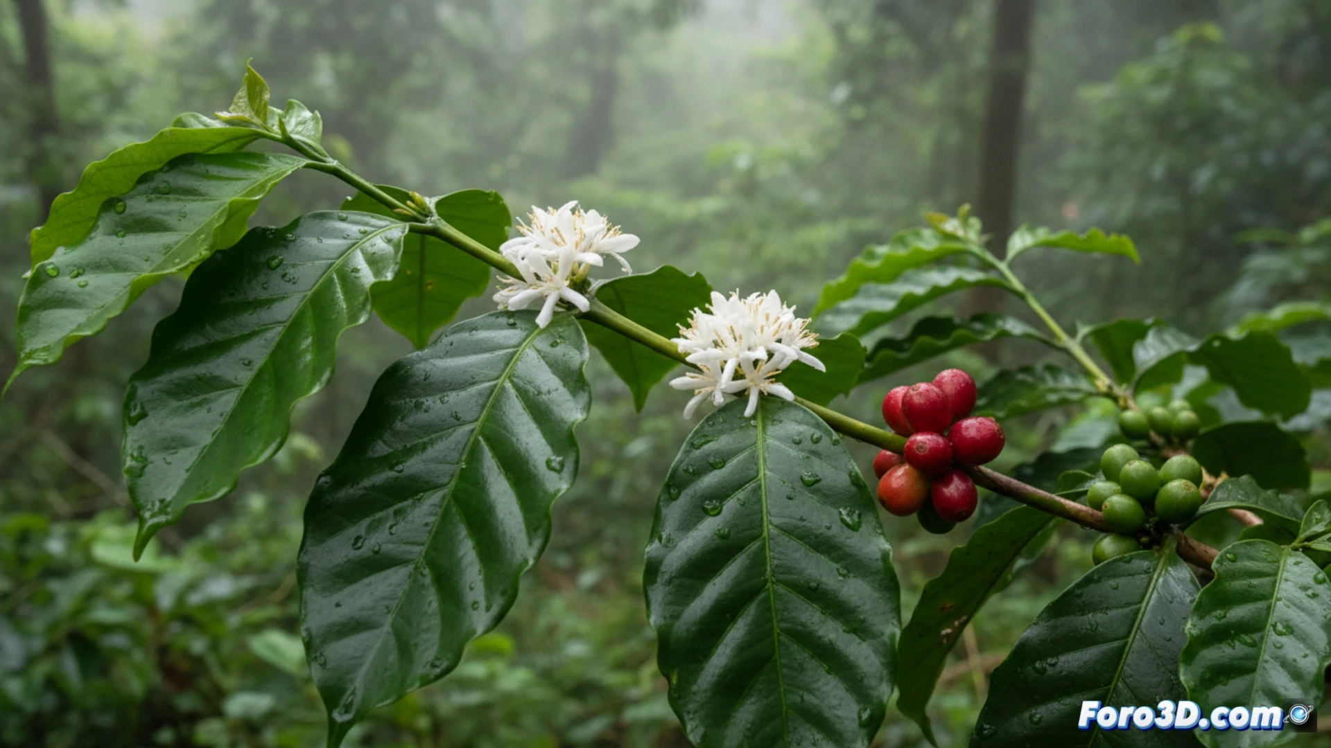 Modelado 3D de Coffea rizetiana: Nueva especie de café silvestre
