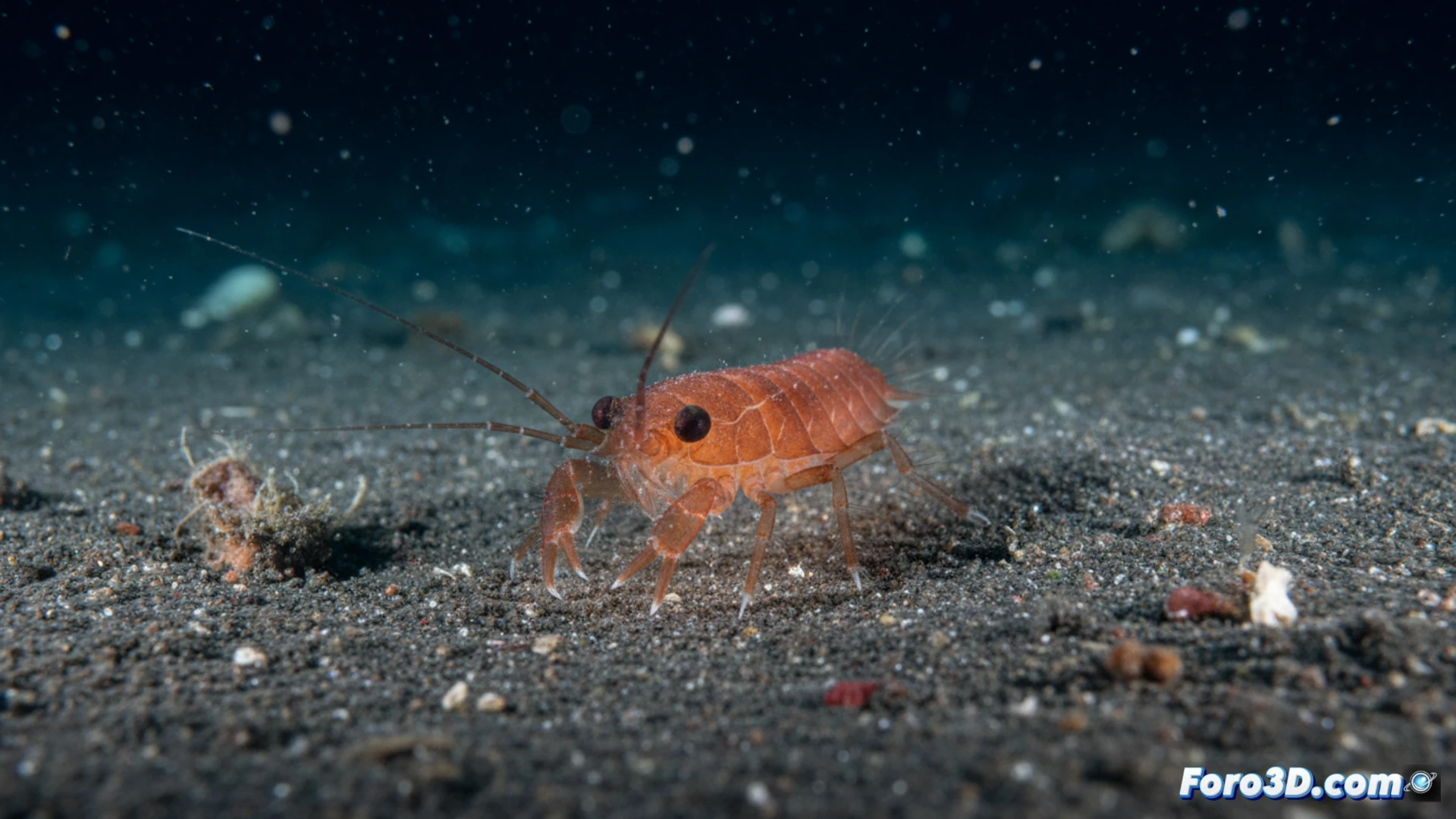 Modelado 3D del anfípodo Byblis hortonae, nuevo carroñero abisal