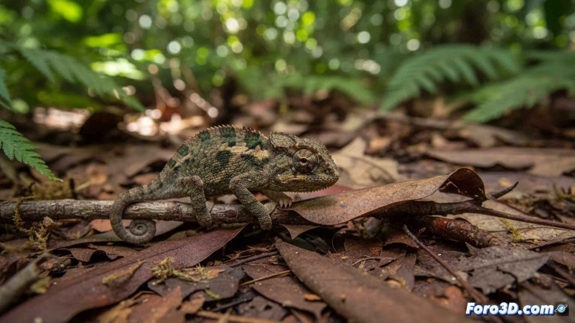 Modelado 3D del camaleón pigmeo: un cerilla viviente en la hojarasca