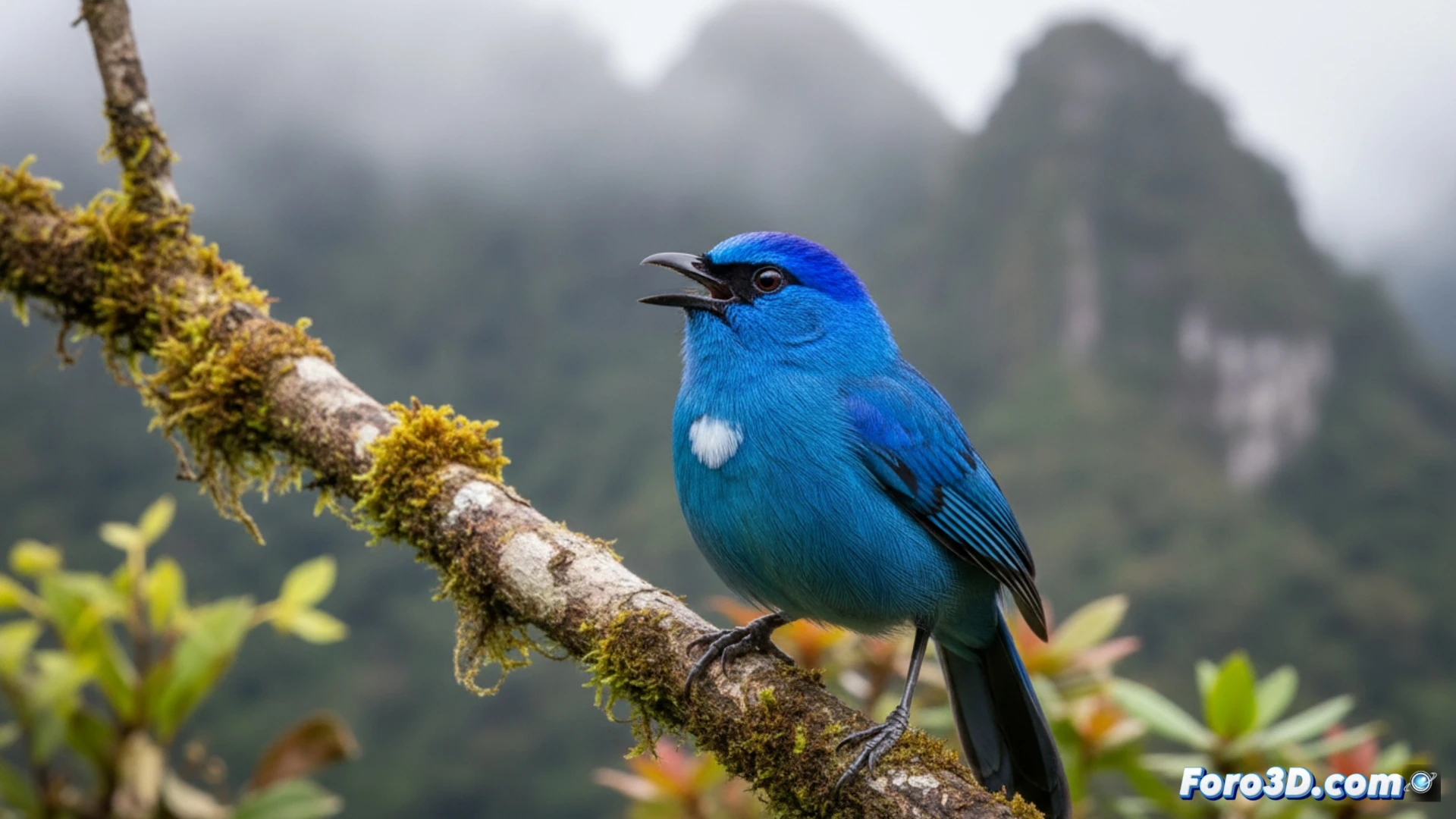 Modelado 3D del Pájaro Joya de Capucha para visualización científica