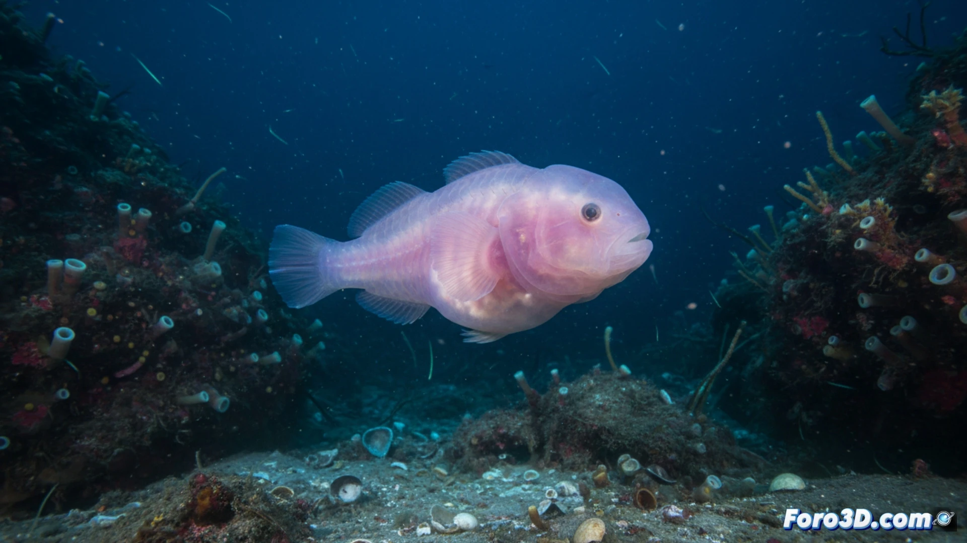 Modelado 3D del pez baboso de la fosa de Bounty a 2.762 metros
