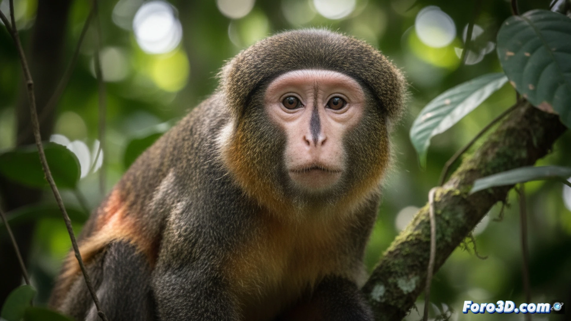 Mono Lesula: Modelado 3D de un primate de rostro humano