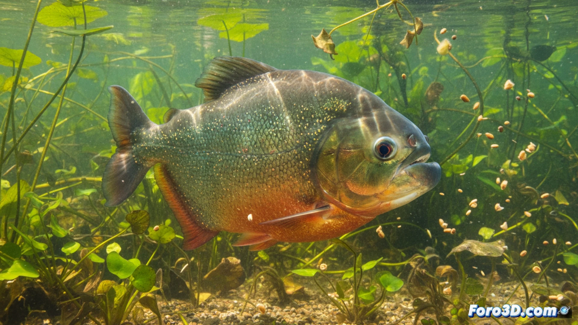 Piraña vegetariana: modelado 3D de Tometes camunani para ciencia
