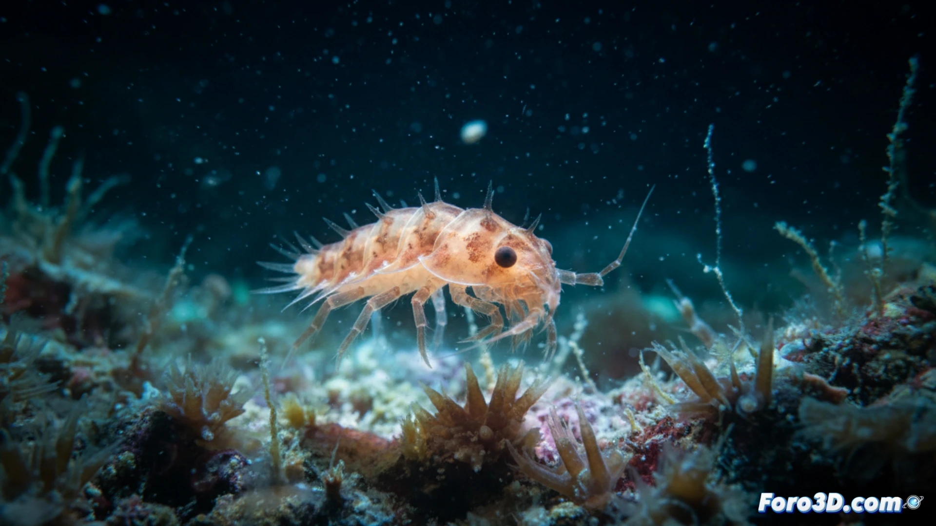 Pseudolepechinella apricity: modelado 3D del anfípodo del abismo