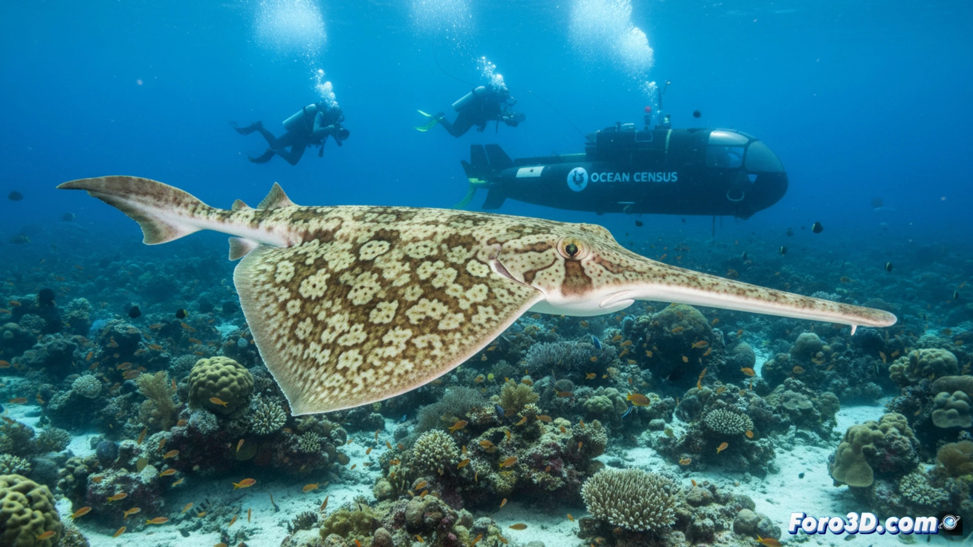 Raya guitarra de Mozambique, una nueva especie cartilaginosa