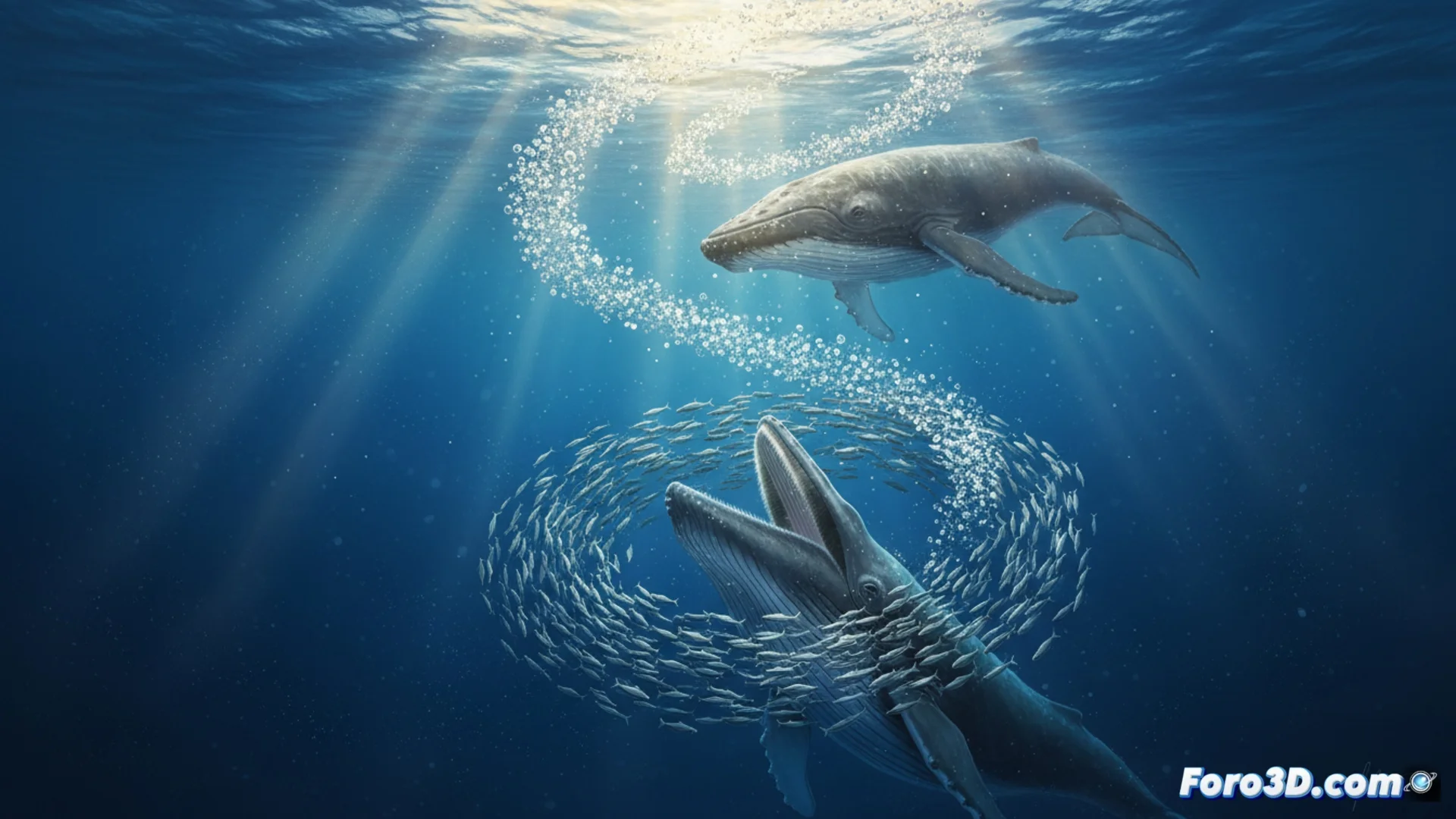 Le balene gobbe imparano e trasmettono una tecnica di caccia con bolle