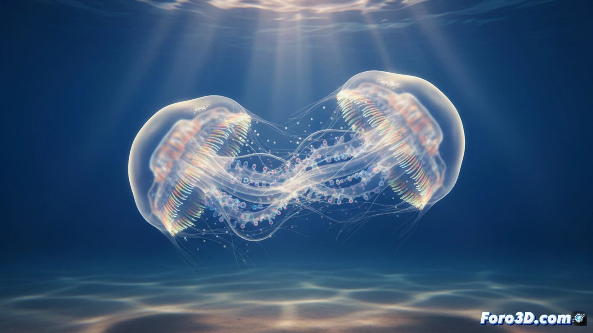 Ilustración científica de dos medusas peine bioluminiscentes, con cuerpos en forma de campana y filas de peines ciliados, fusionándose en un único organismo nuevo en las profundidades del océano.