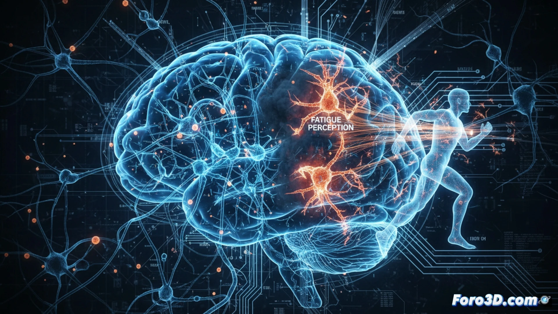 Cerebro regulando fatiga: neuronas que controlan el esfuerzo y motivación durante el ejercicio físico intenso.