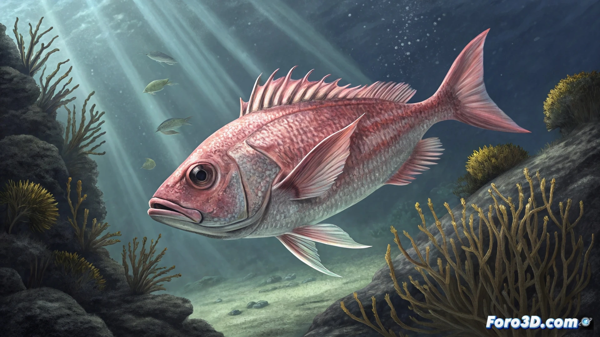 Un pez rosado de cuerpo alargado camina con sus aletas modificadas sobre el lecho marino rocoso, rodeado de algas y esponjas en aguas profundas de Tasmania.