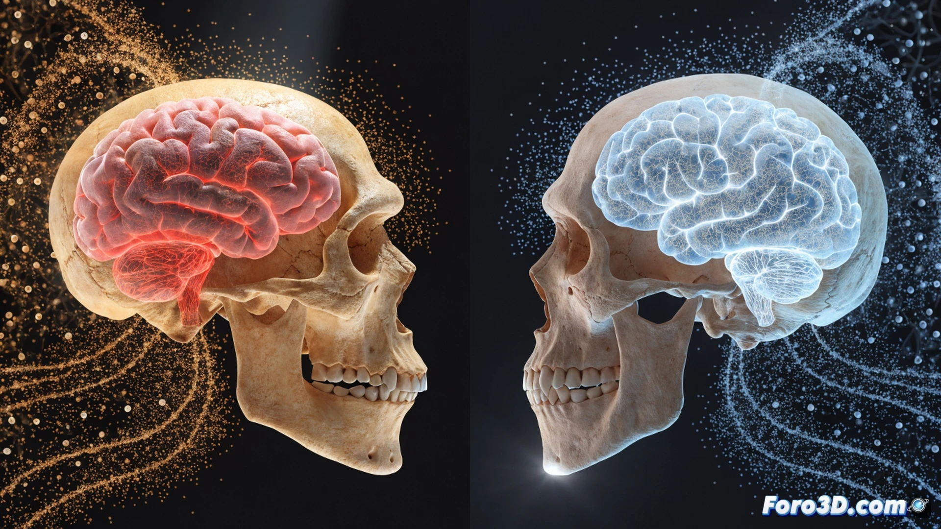 fossilized hominid skulls arranged in evolutionary sequence, digital caliper measuring cranial capacity increase over two million years, glowing mutation particles drifting randomly across the display, no directional selection arrows visible, scientific lab workstation with 3D scanning equipment, holographic brain size chart showing stochastic growth pattern, technical illustration style, cold blue-white lighting, sterile laboratory environment, detailed bone texture, precise measurement instruments, photorealistic scientific visualization