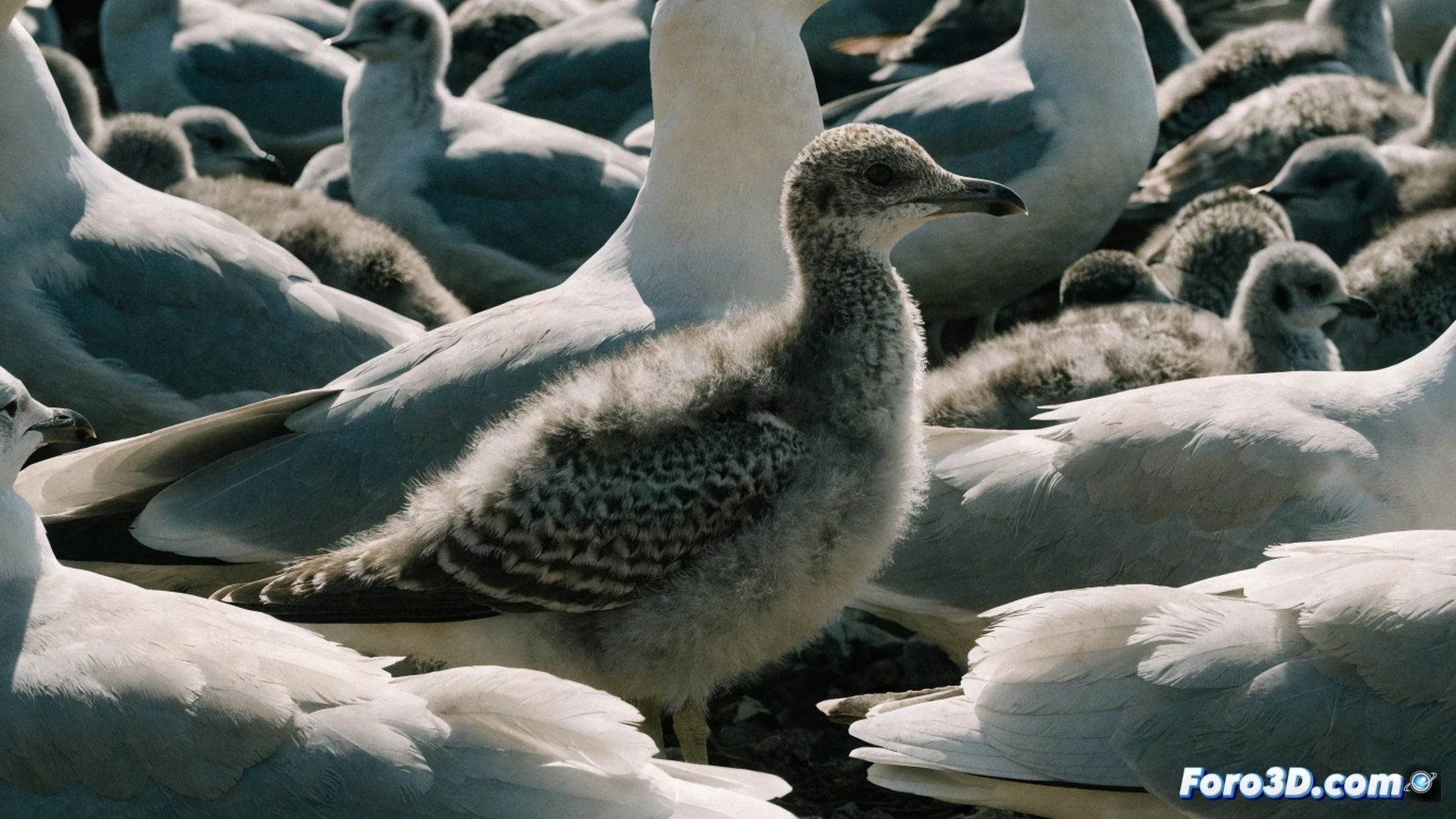 El plumaje juvenil de la gaviota: un camuflaje contra la violencia adulta