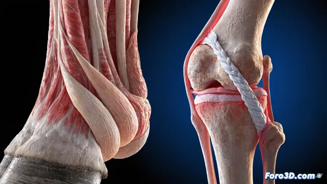 Tendones de vaca para reconstruir ligamentos de rodilla