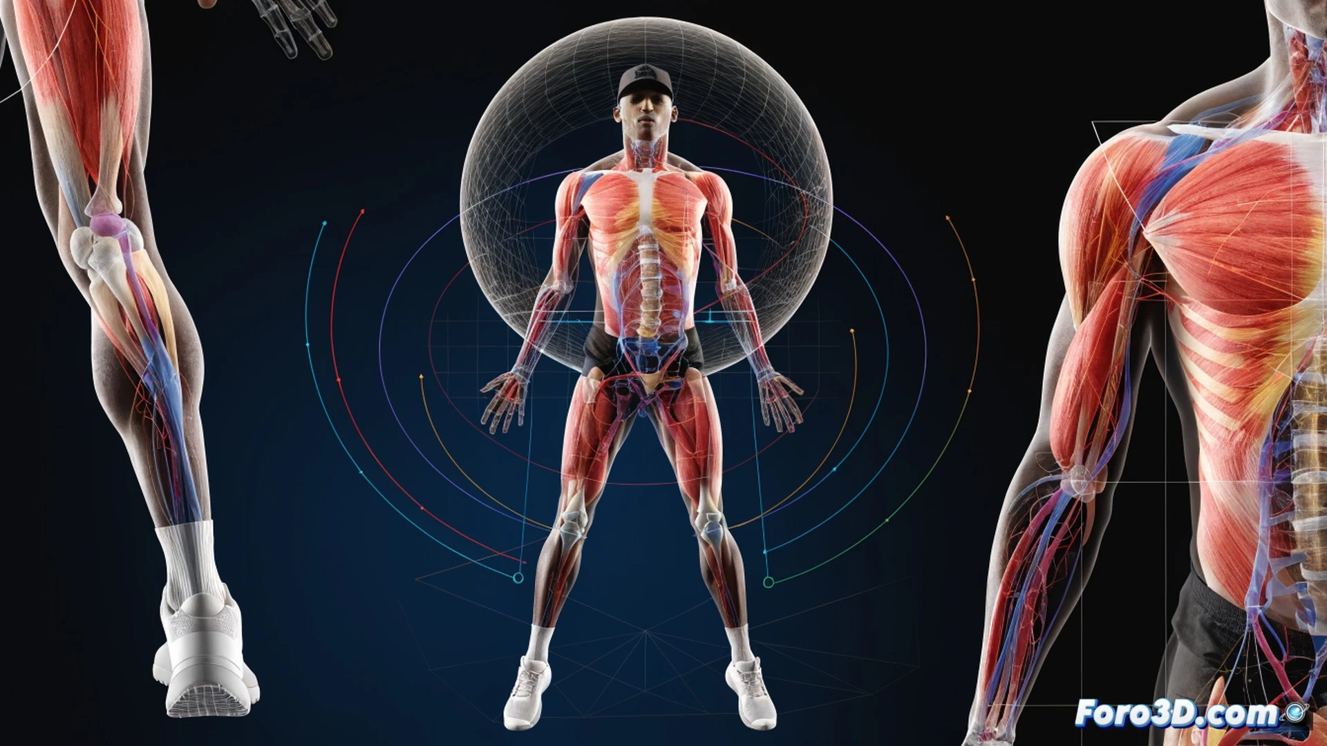Professional basketball player mid-air defensive leap, 3D skeletal overlay with highlighted 2.13m wingspan and vertical jump trajectory vectors, red muscle density scan on legs, blue center-of-gravity dot shifting upward, motion-capture markers on joints, basketball court background blurred, cinematic engineering visualization, photorealistic human anatomy render, dramatic arena lighting, ultra-detailed muscle fibers and bone structure, technical sports science illustration
