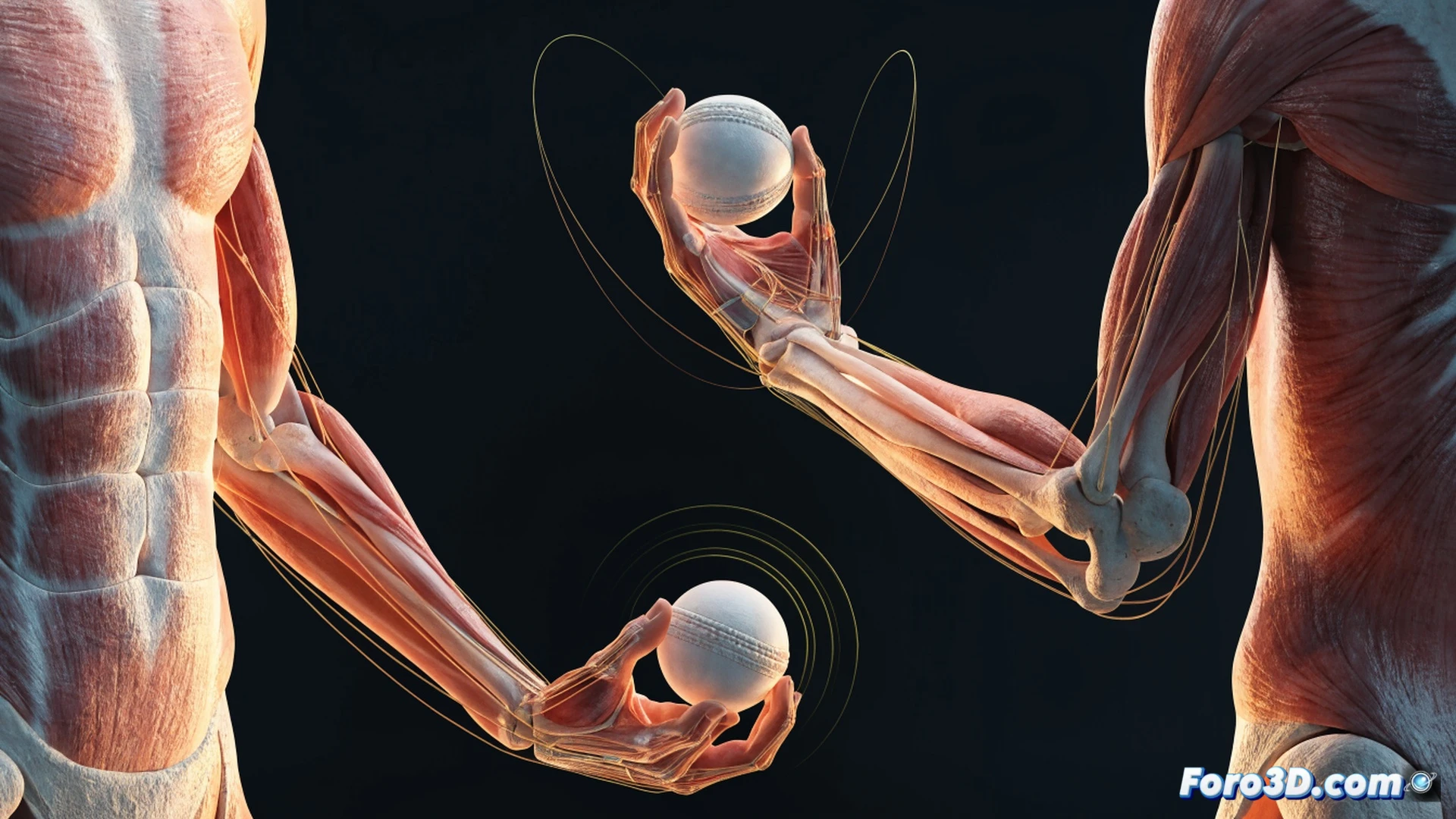 biomechanical 3D analysis of a left-arm spinner bowling action, cricket ball rotating with visible seam trajectory and spin axis lines, bowler's arm at release point showing wrist position and finger snap, motion capture markers on joints, wireframe skeleton overlay, green cricket field background, red ball with glowing spin trails, split-screen showing ball rotation close-up and full body kinematics, technical engineering visualization style, cinematic lighting, photorealistic muscle and tendon definition, shadow detail on pitch surface