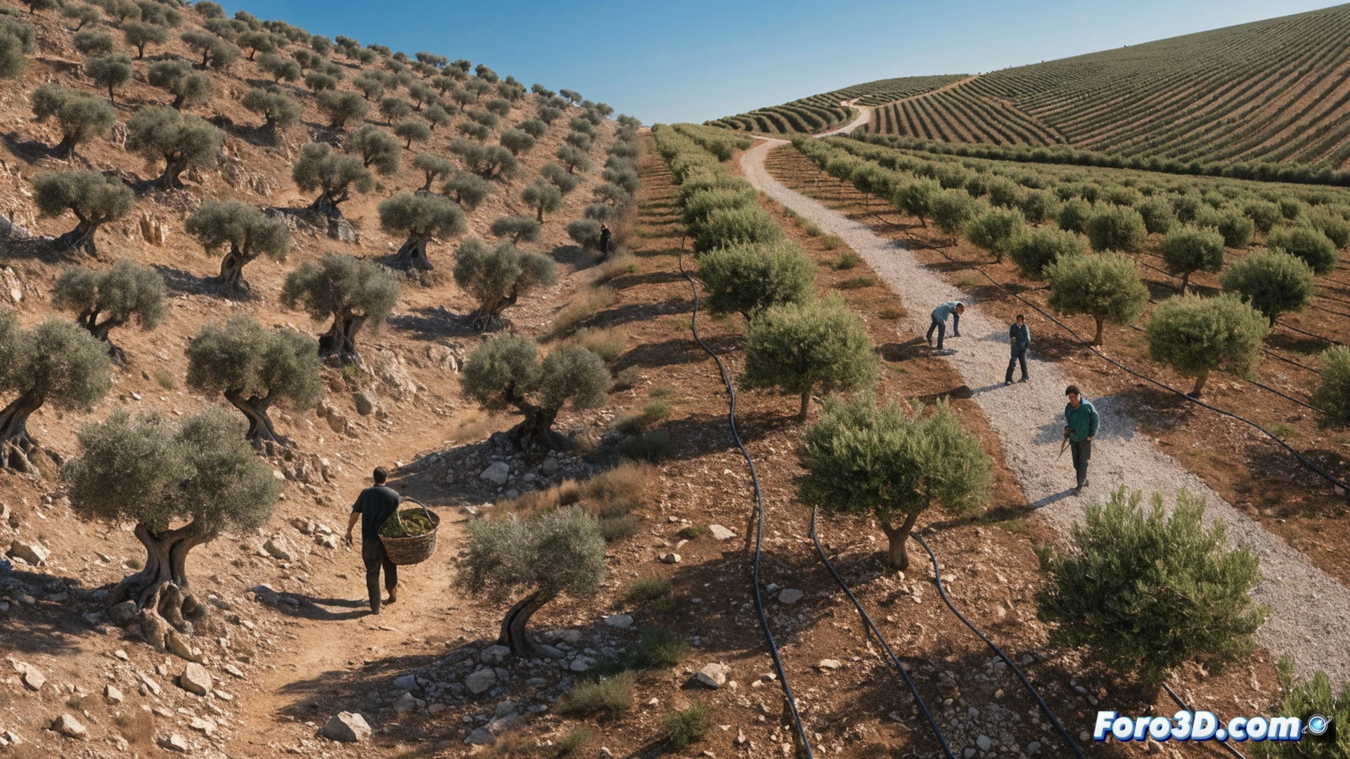 cinematic photorealistic scene of a drought-stricken traditional olive grove on a steep mountain slope, gnarled ancient olive trees with cracked dry soil, foreground shows a farmer in worn clothes holding a dead branch, middle distance shows a modern irrigation system being installed with blue pipes and sprinklers, contrasting green irrigated terraces in the background, dramatic golden sunset light casting long shadows, dust particles in air, mechanical excavator digging trenches for new drip lines, technical engineering visualization, ultra-detailed textures of bark and dry earth, melancholic industrial atmosphere