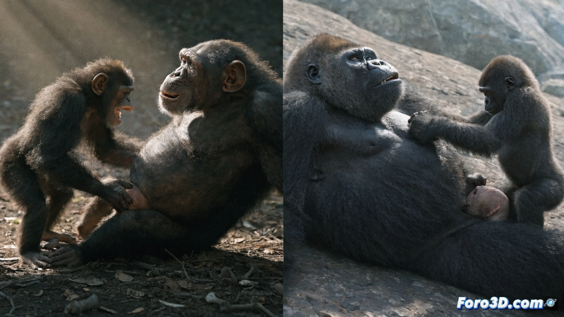 photorealistic scene of a pregnant female chimpanzee in a forest clearing, gripping a tree branch while squatting, another chimp holding a newborn covered in birth fluids, a third primate observing with attentive posture, muscles tensed and teeth bared during the straining process, visible stress and effort in the animal faces, dappled sunlight through canopy leaves, wet fur and grass beneath, dramatic natural lighting, hyper-detailed anatomy and fur textures, cinematic wildlife documentary style