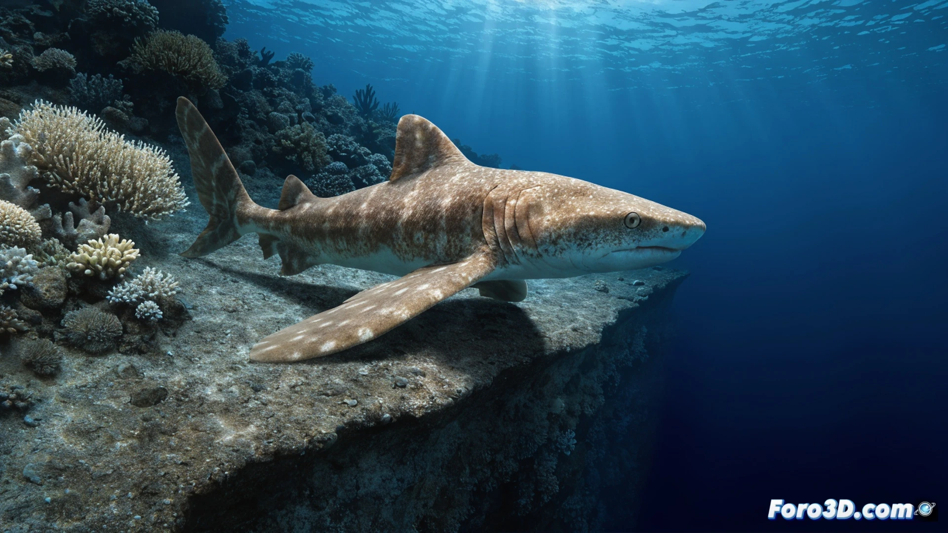 biologist kneeling on shallow coral reef in Papua New Guinea, hands gently holding a Hemiscyllium dudgeonae shark resting on white sand, shark using its pectoral and pelvic fins like legs to push forward, a measuring tape and underwater camera on tripod nearby, coral bleaching visible in background with pale branching corals, soft blue-green water, shafts of sunlight breaking through surface, photorealistic scientific documentation style, macro detail on shark skin pattern and fin joints, dramatic conservation lighting, ultra-sharp focus on animal motion