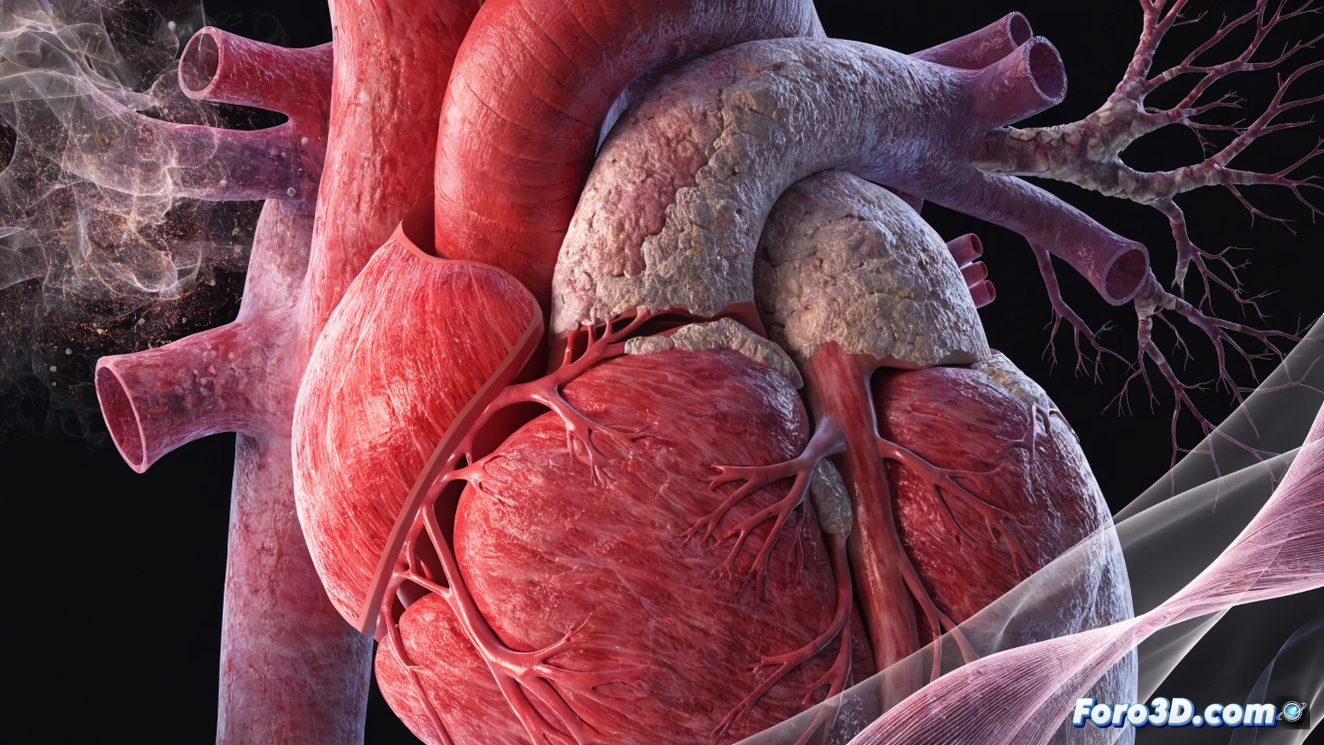 cross-section of a human heart with visible arterial plaque buildup, cortisol molecules glowing red attacking cardiac tissue while blood pressure gauge shows elevated numbers, stress hormones flowing through bloodstream hardening artery walls, photorealistic medical illustration, dramatic dark background with high-contrast lighting, detailed anatomical structures, glowing molecular pathways, cinematic scientific visualization, realistic organic textures, clinical precision