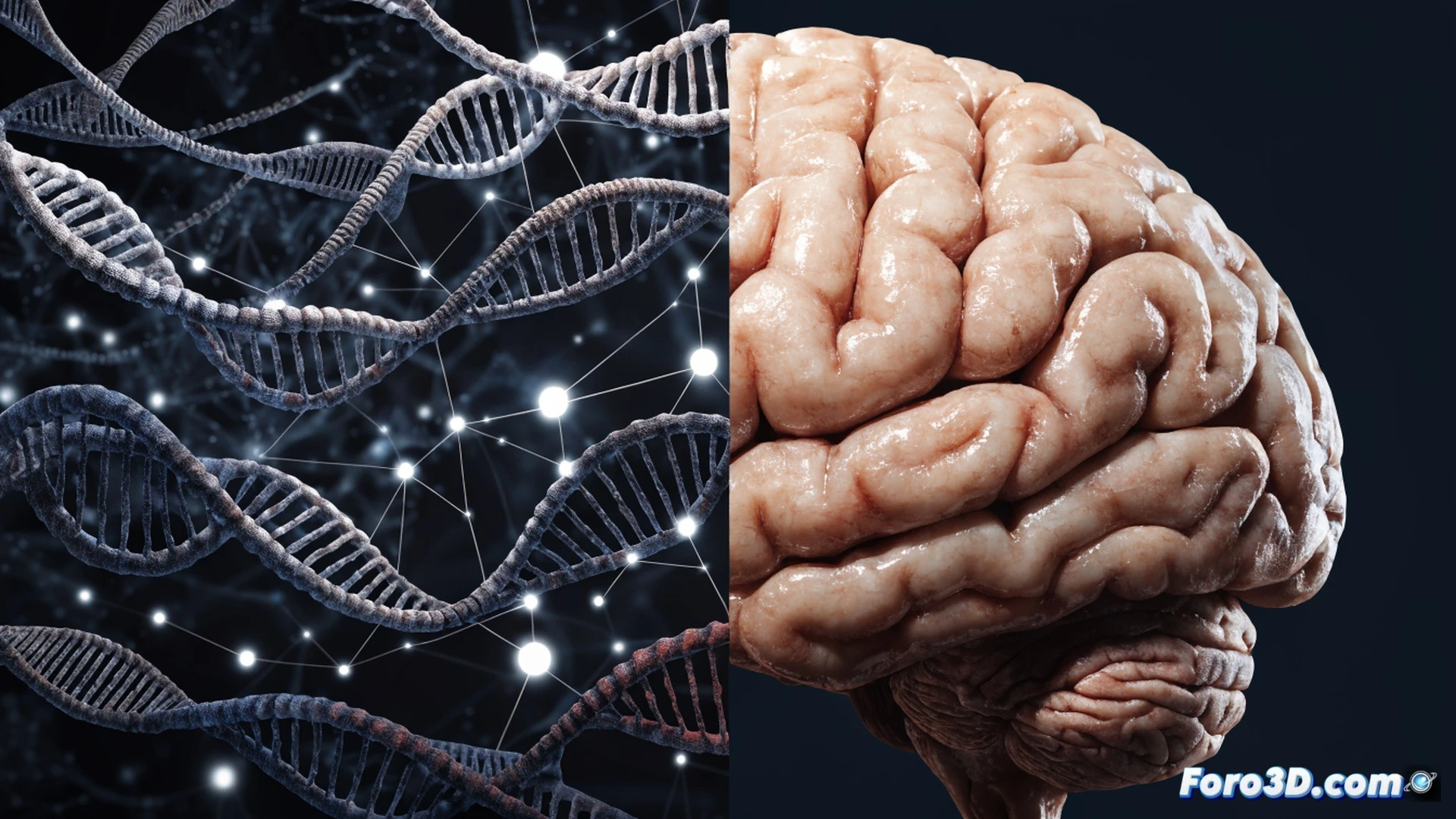 photorealistic scientific visualization of a human brain split into two hemispheres, left side showing glowing neural networks with thousands of tiny DNA helix fragments floating nearby, right side displaying a complex jigsaw puzzle of colored circuit pathways, a translucent male and female silhouette standing on either side, subtle memory tiles assembling in the female silhouette while spatial grid coordinates rotate near the male silhouette, each silhouette connected to the brain by fine luminous threads, dark laboratory background with soft blue ambient light, ultra-detailed neural structures, cinematic engineering illustration style, no text or numbers visible