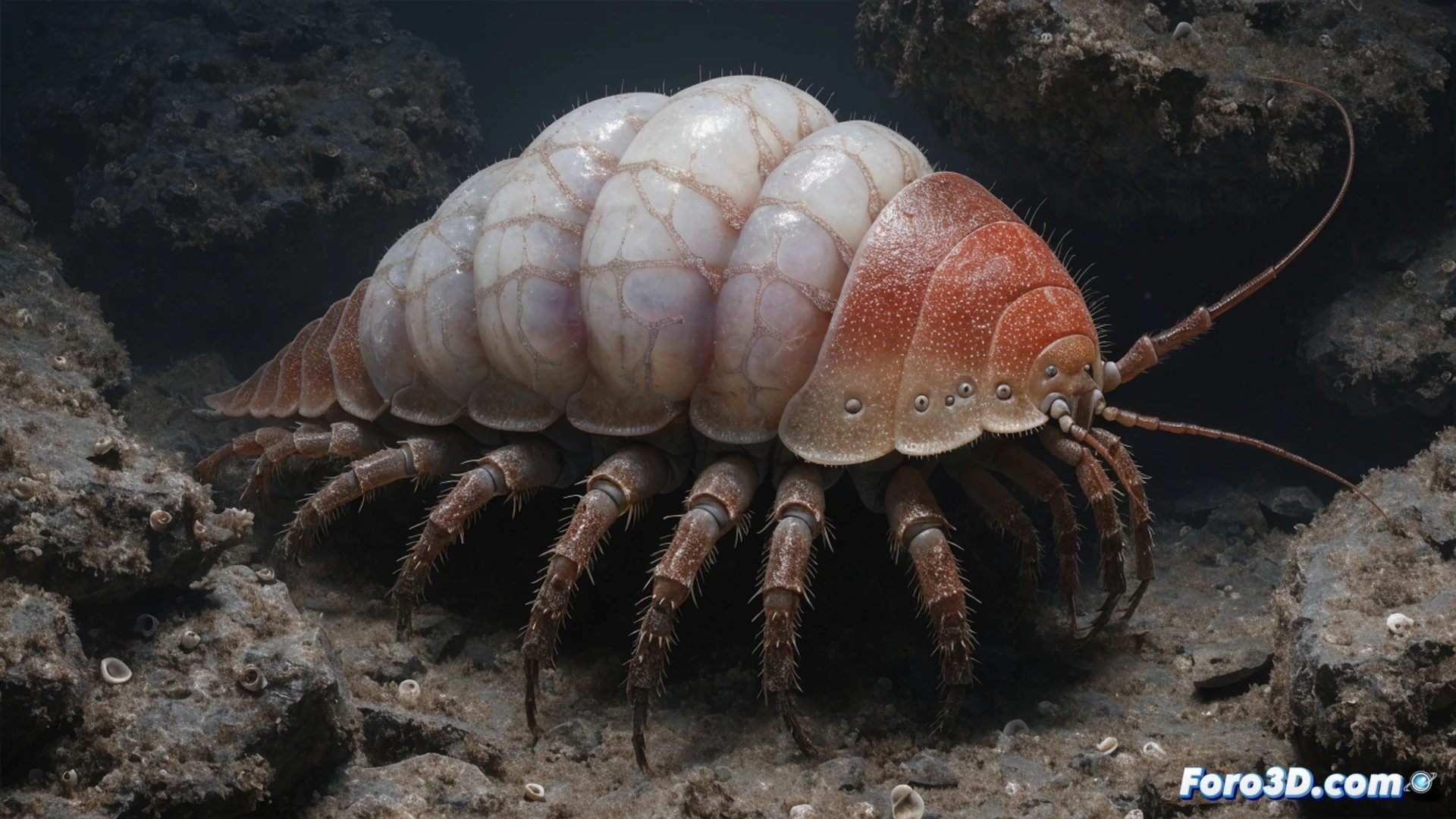 Deep-sea isopod floating in dark abyssal water, giant crustacean with translucent exoskeleton revealing massive stomach occupying two-thirds of body cavity, internal glowing bacteria colonies inside digestive organs, slow-motion feeding action on a single fish carcass, bioluminescent particles drifting around, cinematic deep-sea documentary style, volumetric lighting from above, ultra-detailed chitin texture, photorealistic marine biology visualization, dramatic underwater chiaroscuro, extreme macro perspective showing metabolic process