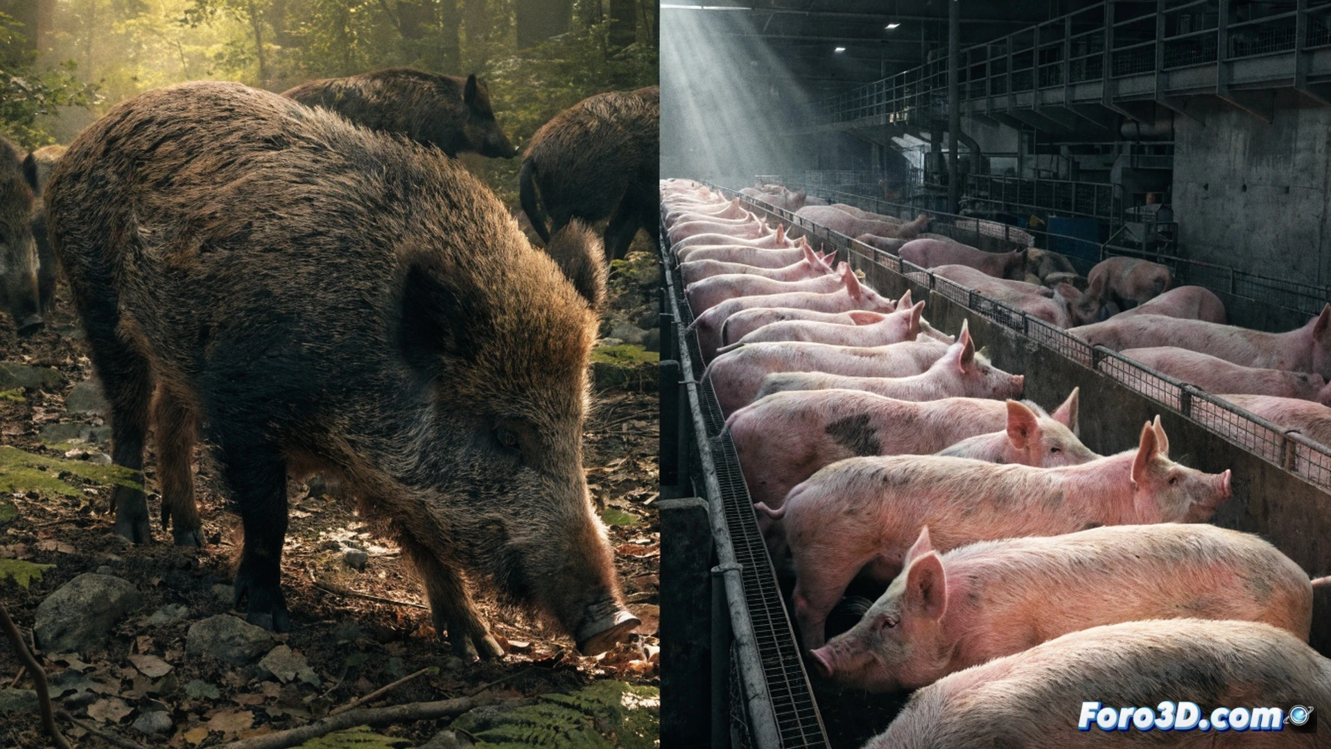 Jabalí forzando una valla metálica de granja porcina industrial, cerdos confinados en corredores estrechos al fondo, maquinaria agrícola y tanques de alimento procesado visibles, suelo de tierra desnuda sin rastro de vegetación, árboles talados y tocones en el perímetro, expresiones de alerta en ambos animales, estilo fotorealista cinematográfico, iluminación dramática de atardecer, texturas de barro y óxido, profundidad de campo marcada, tonos verdes apagados y marrones terrosos.