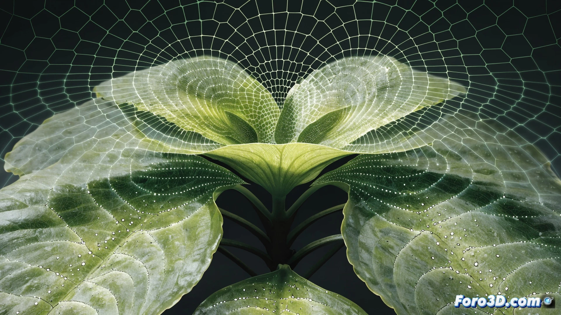 planta del dinero china en primer plano, hojas translúcidas mostrando diagrama de Voronoi natural, líneas hormonales verdes expandiéndose desde poros microscópicos como ondas concéntricas, colisionando entre sí para formar polígonos irregulares, fondo de laboratorio con mesa técnica, microscopio digital apuntando a una hoja, pantalla de computadora con patrón geométrico superpuesto, estudiante observando el proceso mientras anota datos, luz fría de led sobre la escena, estilo engineering visualization photorealistic, texturas botánicas ultradefinidas, sin texto visible
