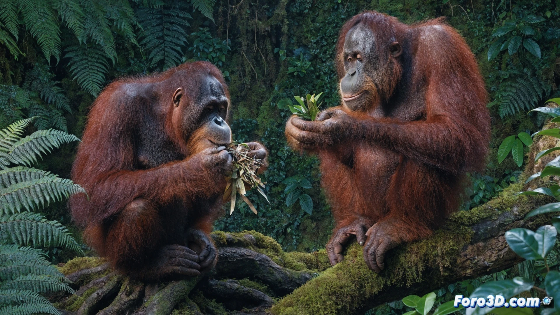 Close-up of a Bornean orangutan hand carefully selecting a specific medicinal plant leaf from a dense rainforest floor, while discarding another plant nearby, showing deliberate choice and action. The scene includes visible botanical details of the chosen plant with distinct leaf shape and texture, surrounded by tropical undergrowth, dappled sunlight filtering through canopy, photorealistic wildlife documentary style, macro lens perspective, ultra-detailed fur textures, natural green and brown color palette, soft natural lighting, scientific observation context, no human elements, no text.