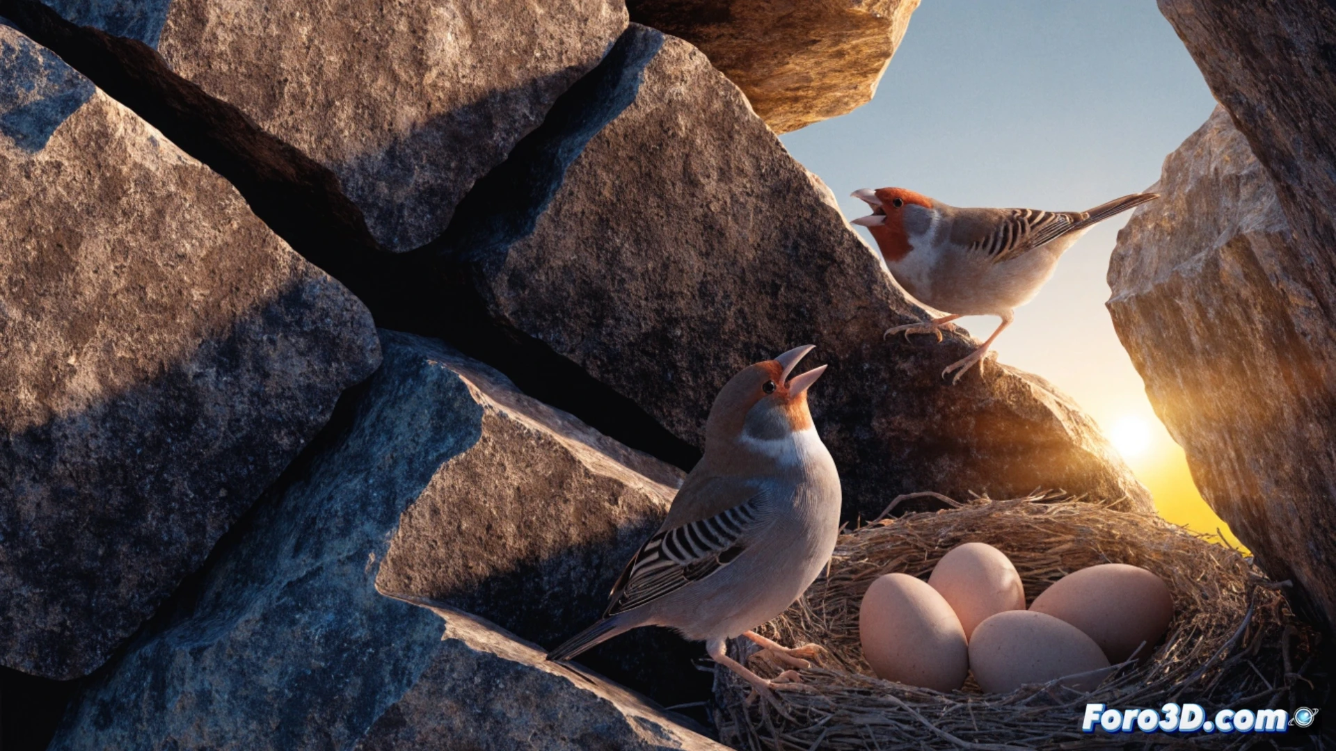 close-up of zebra finch perched on nest edge, singing directly toward eggs inside, heat waves rising from sun-baked branches, thermal radiation shimmering around nest, embryonic brain development visualization showing glowing neural pathways activated by sound waves, scientific illustration style, photorealistic bird feathers with iridescent detail, warm amber lighting from harsh afternoon sun, depth of field blurring background desert landscape, precise anatomical accuracy in beak open mid-song, cross-section of egg revealing tiny chick with highlighted auditory cortex, dramatic contrast between cool blue genetic expression markers and hot orange environment