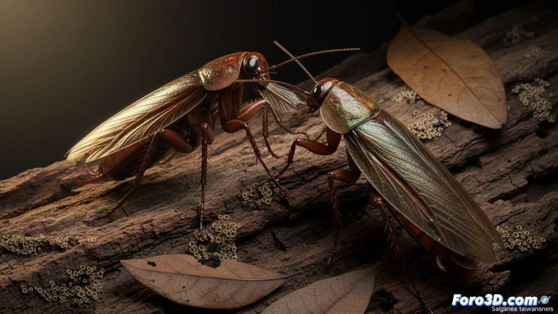 Cucarachas monógamas: un caso para la visualización 3D