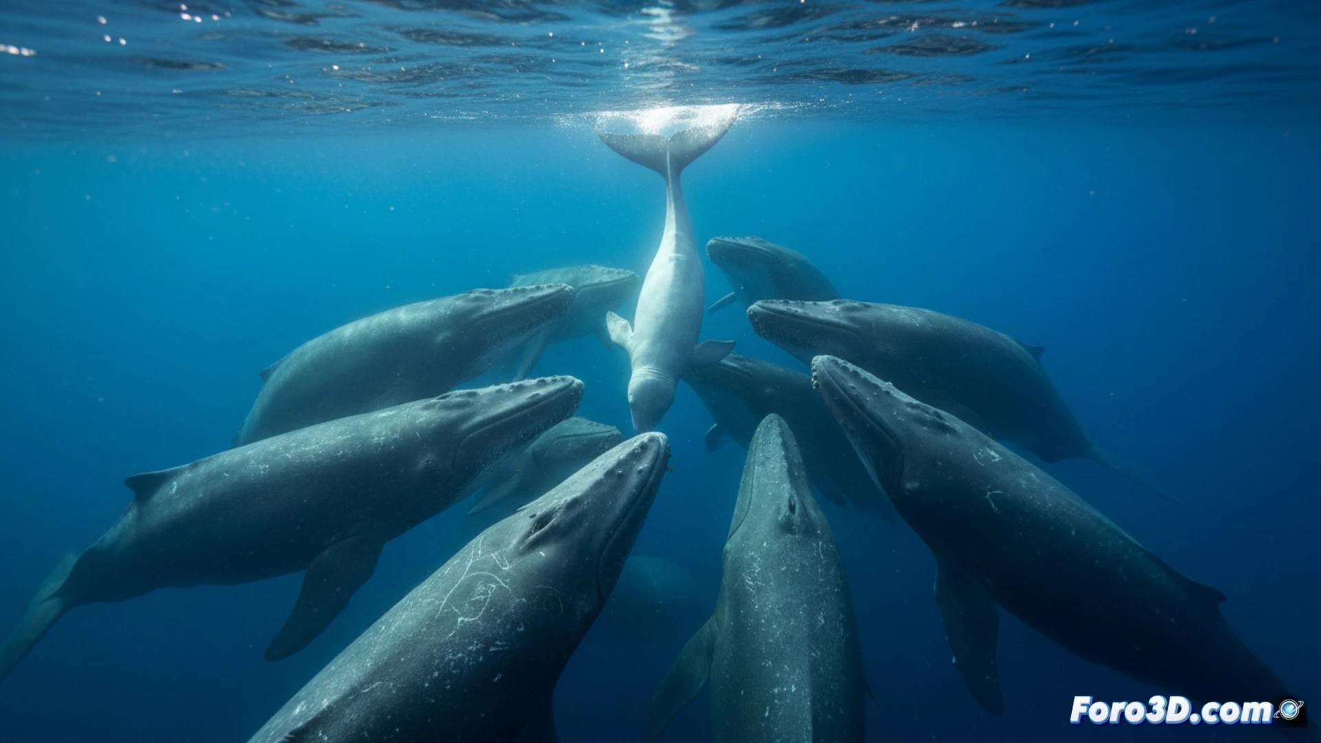 Drones y 3D revelan el primer parto de cachalote grabado