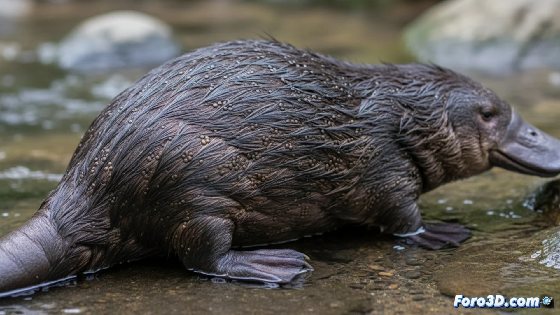 El ornitorrinco tiene melanosomas huecos, un rasgo único en mamíferos