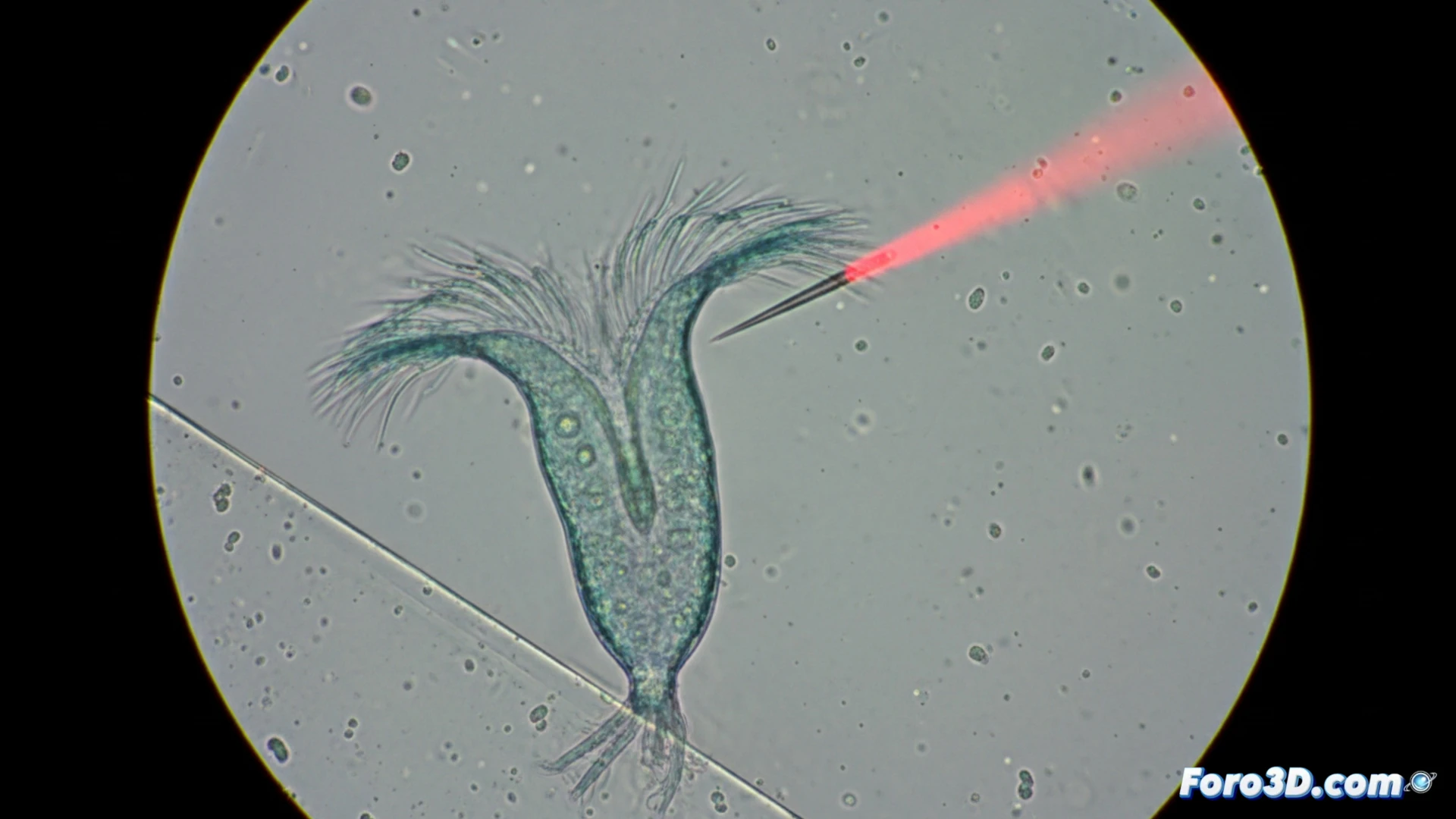 Un organismo unicelular muestra aprendizaje asociativo sin cerebro