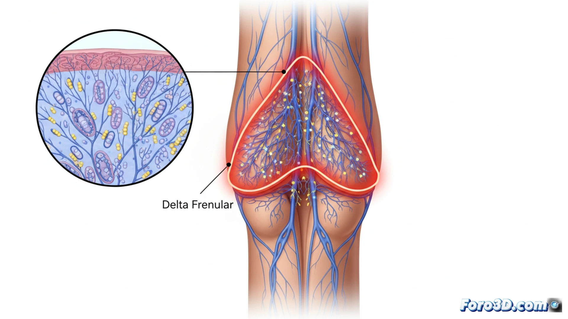 Visualización 3D desvela el mapa neuroanatómico clave del pene masculino