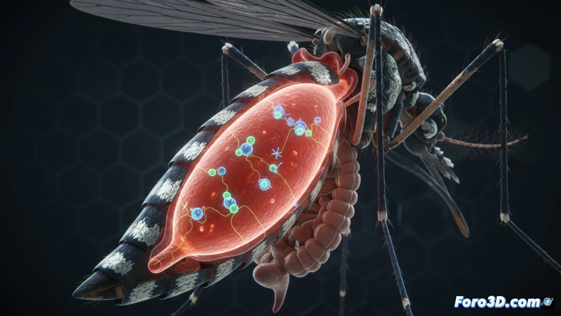 Visualizando el mecanismo de saciedad en mosquitos Aedes aegypti