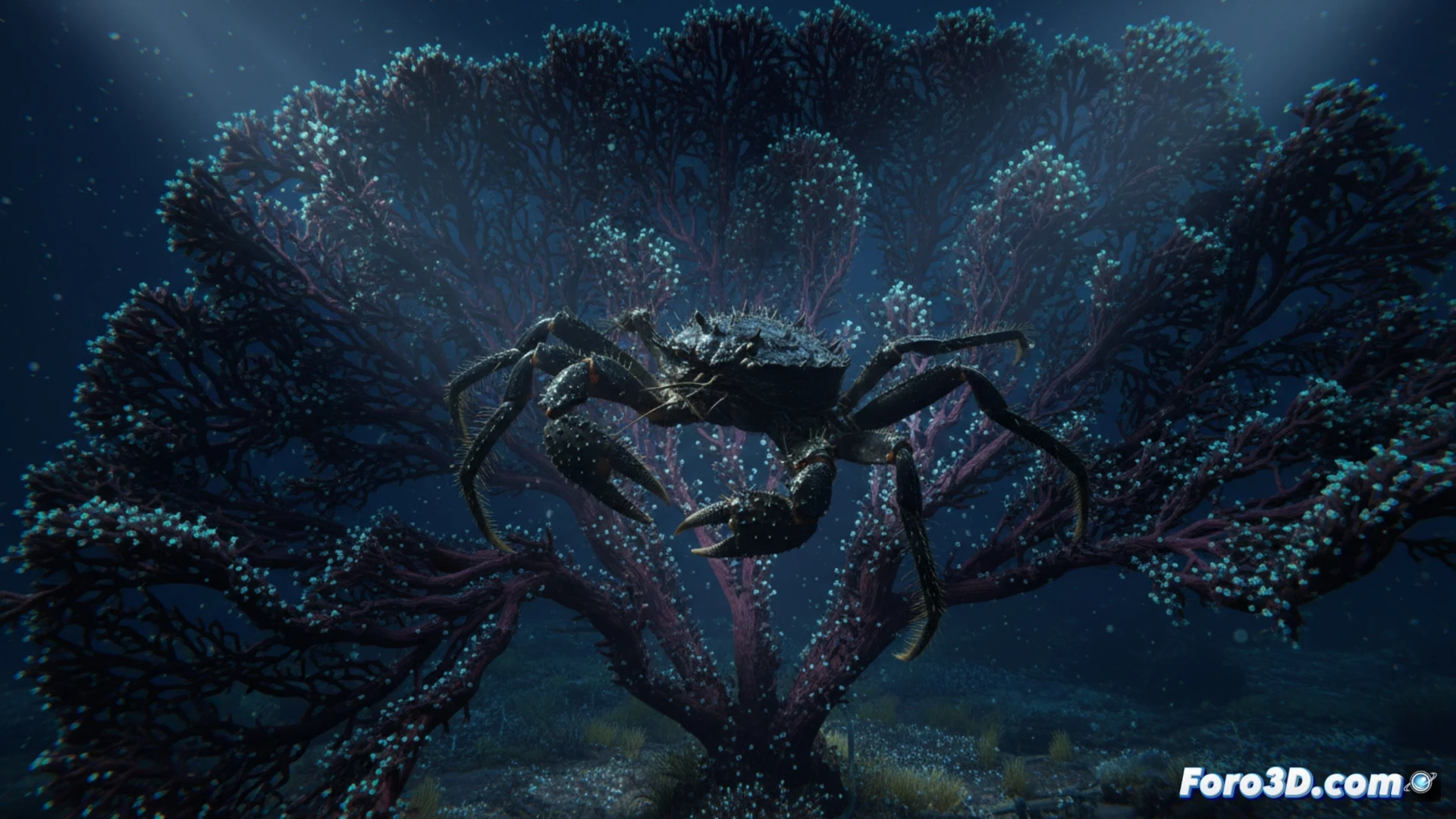 Cangrejo de Coral Negro Chirostylidae sp modelo 3D detallado con pinzas finas y simbiosis en coral negro milenario