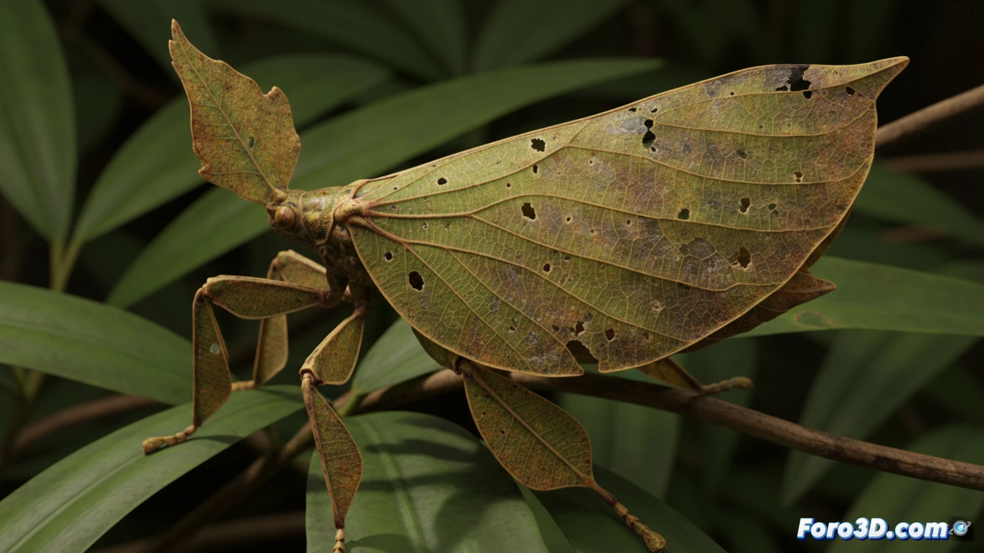Insecto hoja de Java mimetismo extremo modelado 3D textura orgánica transparencia alas fotogrametría científica