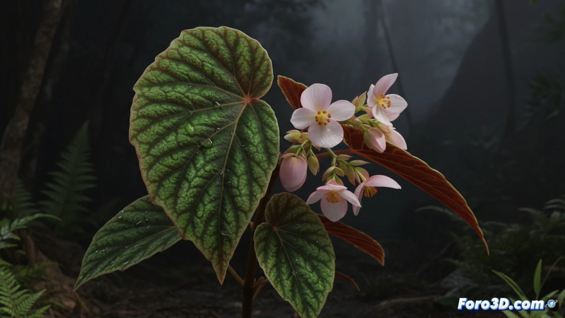 Modelado 3D de Begonia saolaensis, flora endémica de Annamite, con hojas asimétricas y pétalos cerosos para visualización científica.