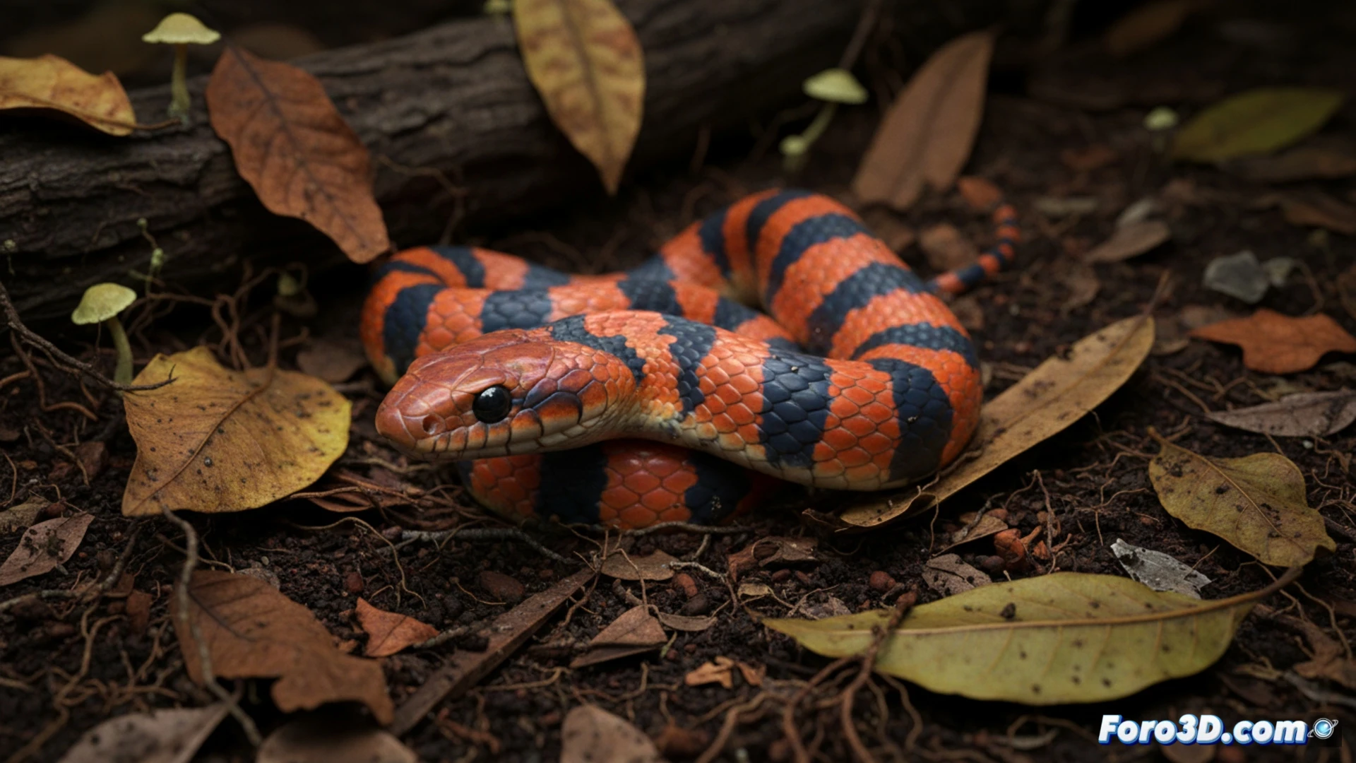 Modelo 3D de serpiente excavadora Calamaria sp. con vientre rojo y amarillo en hojarasca de Siquijor