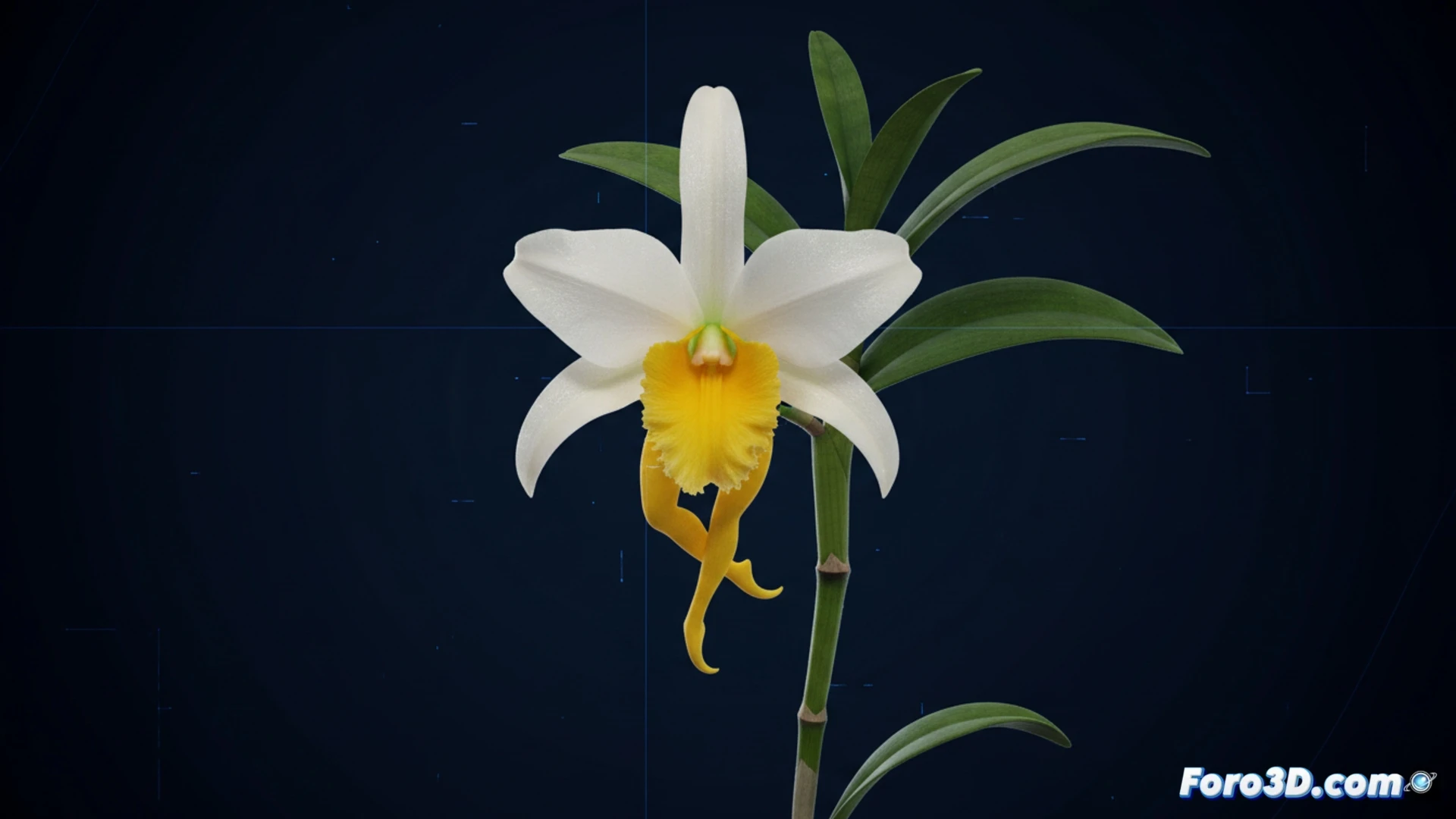 Dendrobium jaintianum orquídea bailarina pétalos blancos labelo amarillo modelado 3D científico visualización botánica