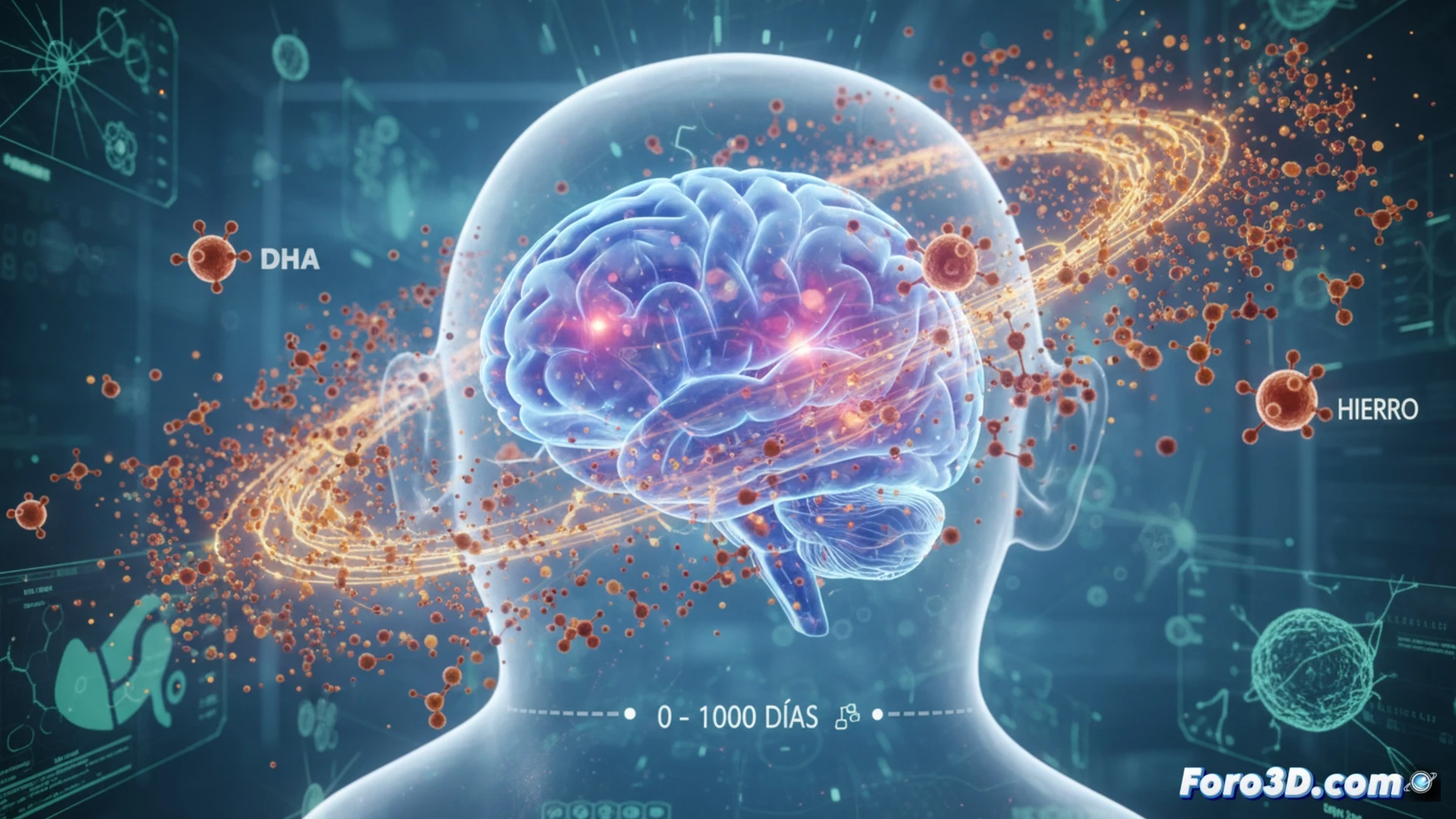 Modelado 3D de nutrientes esenciales para el desarrollo cerebral en los primeros 1000 días de vida