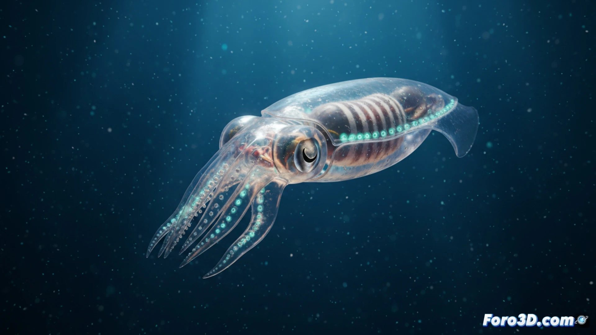 Modelo 3D del calamar de cristal rayado con fotóforos bioluminiscentes en cuerpo transparente