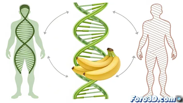 El ADN humano comparte aproximadamente 50% de similitud con el plátano