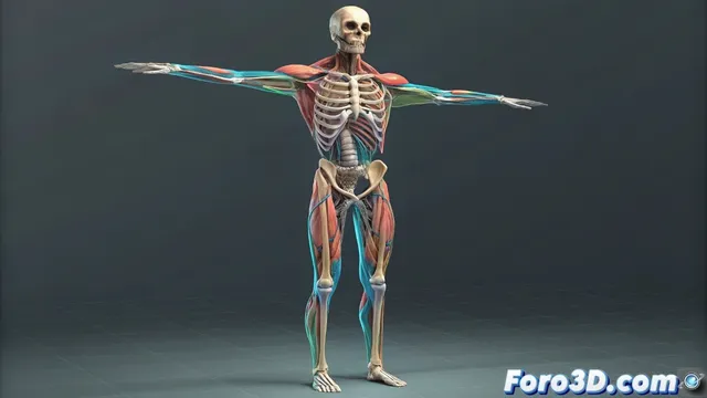 De huesos a piel con simulación realista en Muscle System de Maya