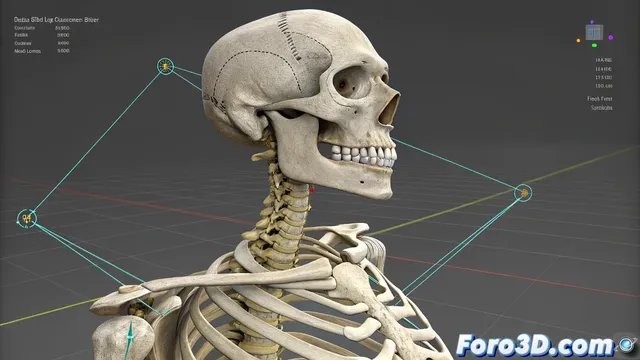 El enigma de la rotación de clavículas en Biped